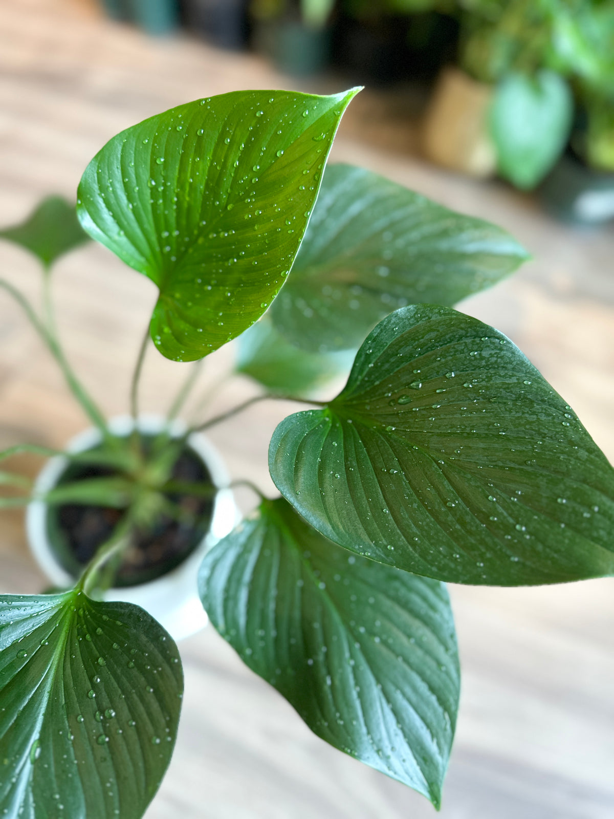 Homalomena 'Emerald Gem'