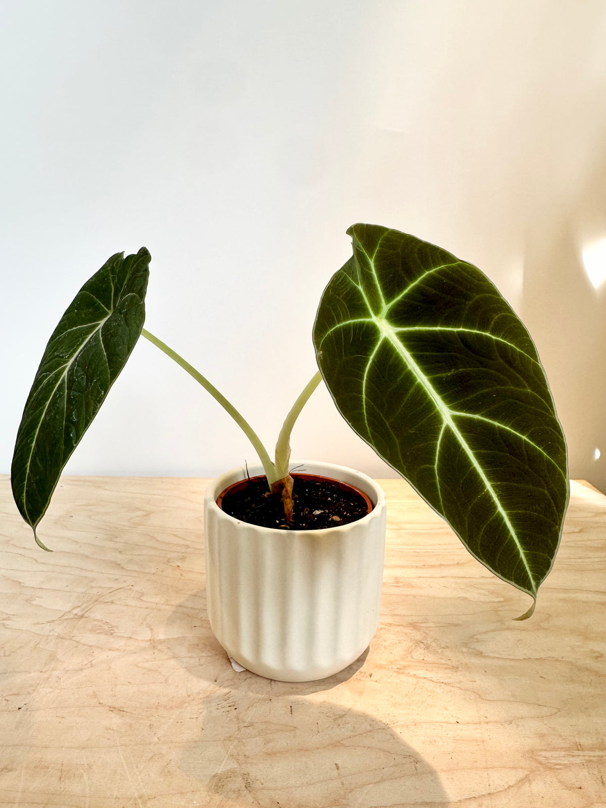 Alocasia 'Terciopelo negro'