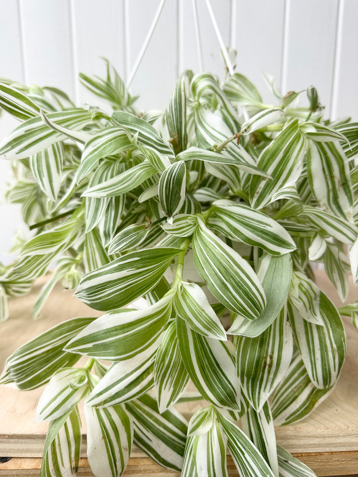 Tradescantia Fluminensis 'Blanc'