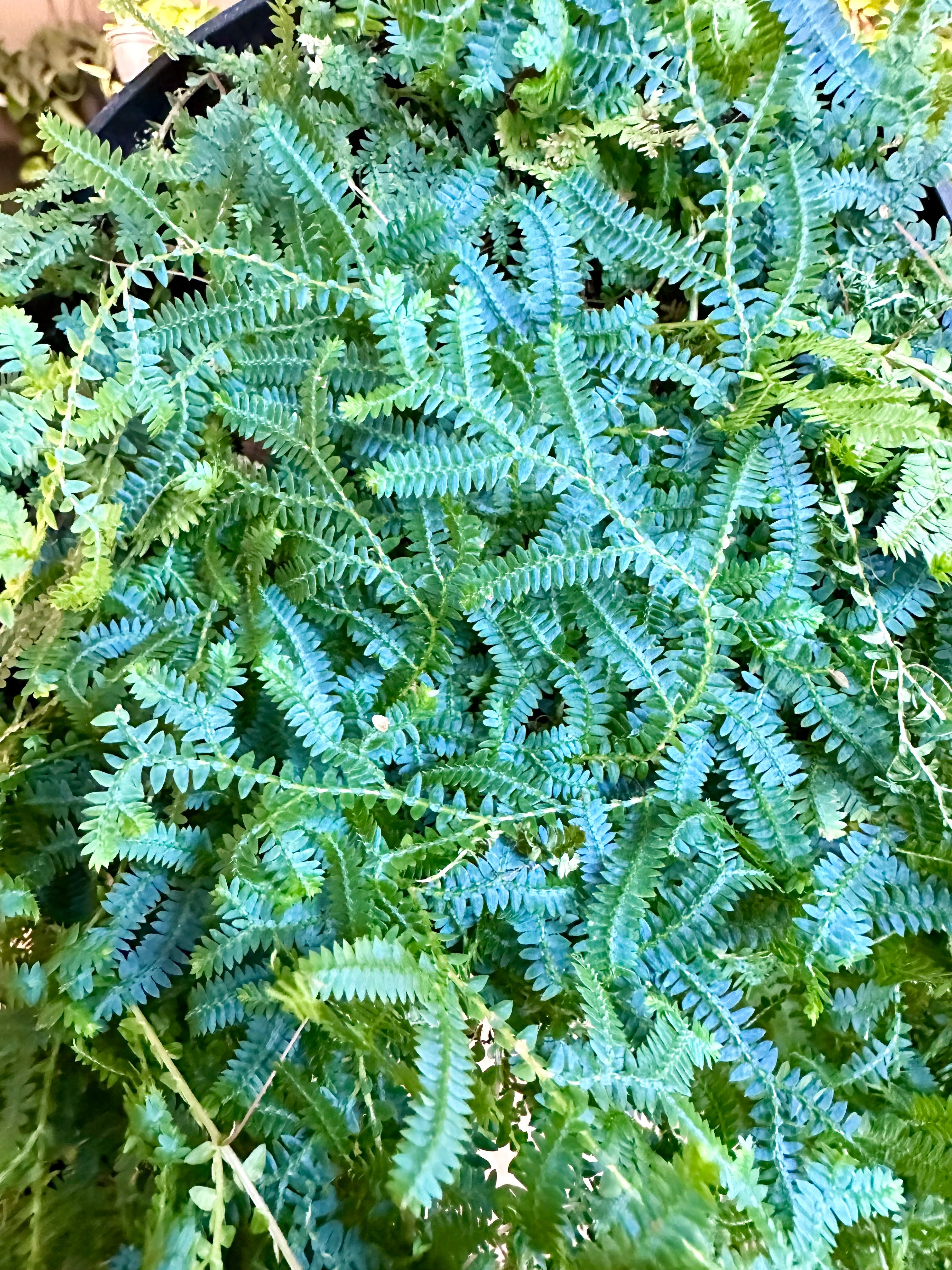 Fern 'Sellaginella Rainbow'