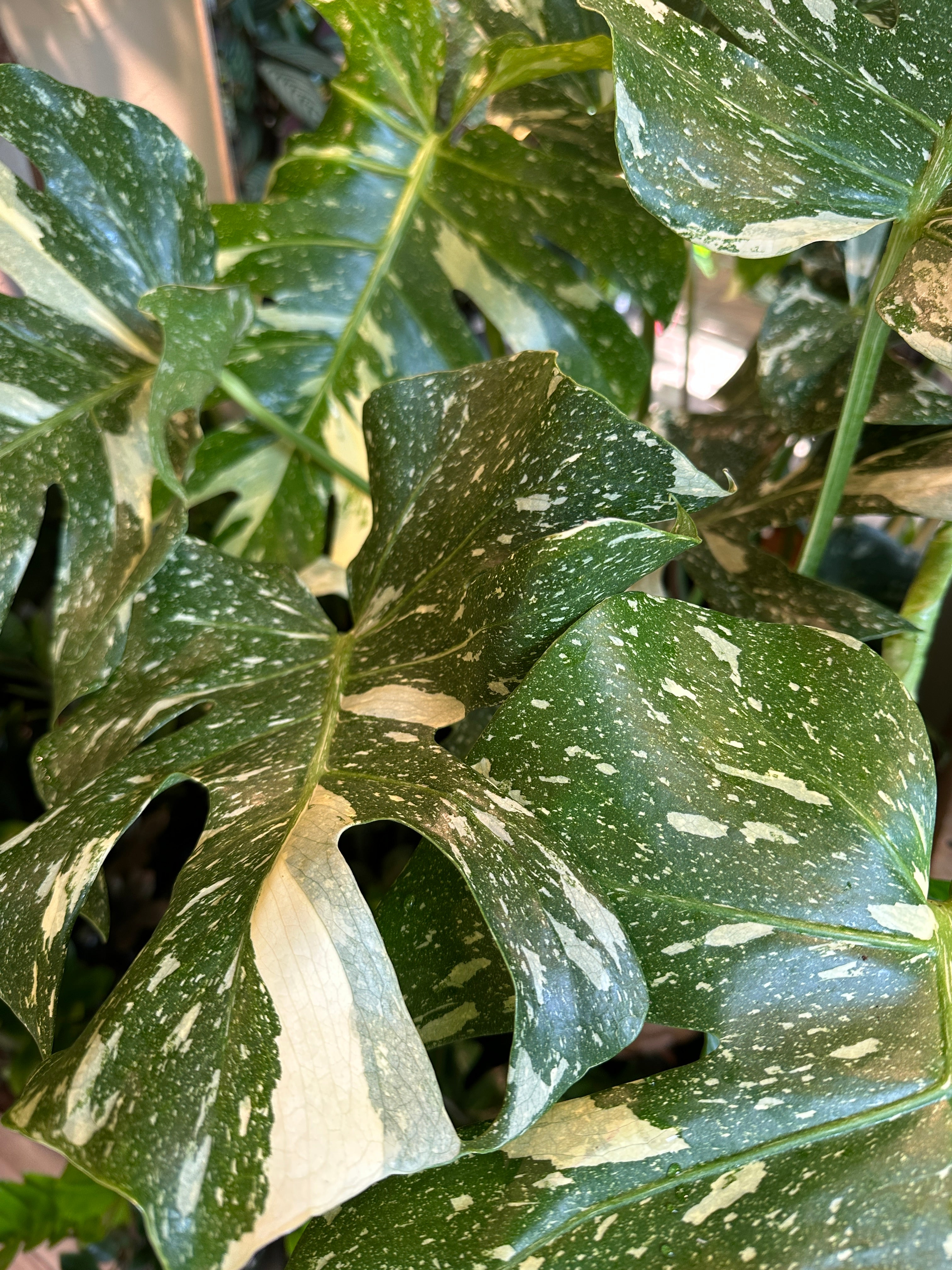 Monstera 'Constelación tailandesa'