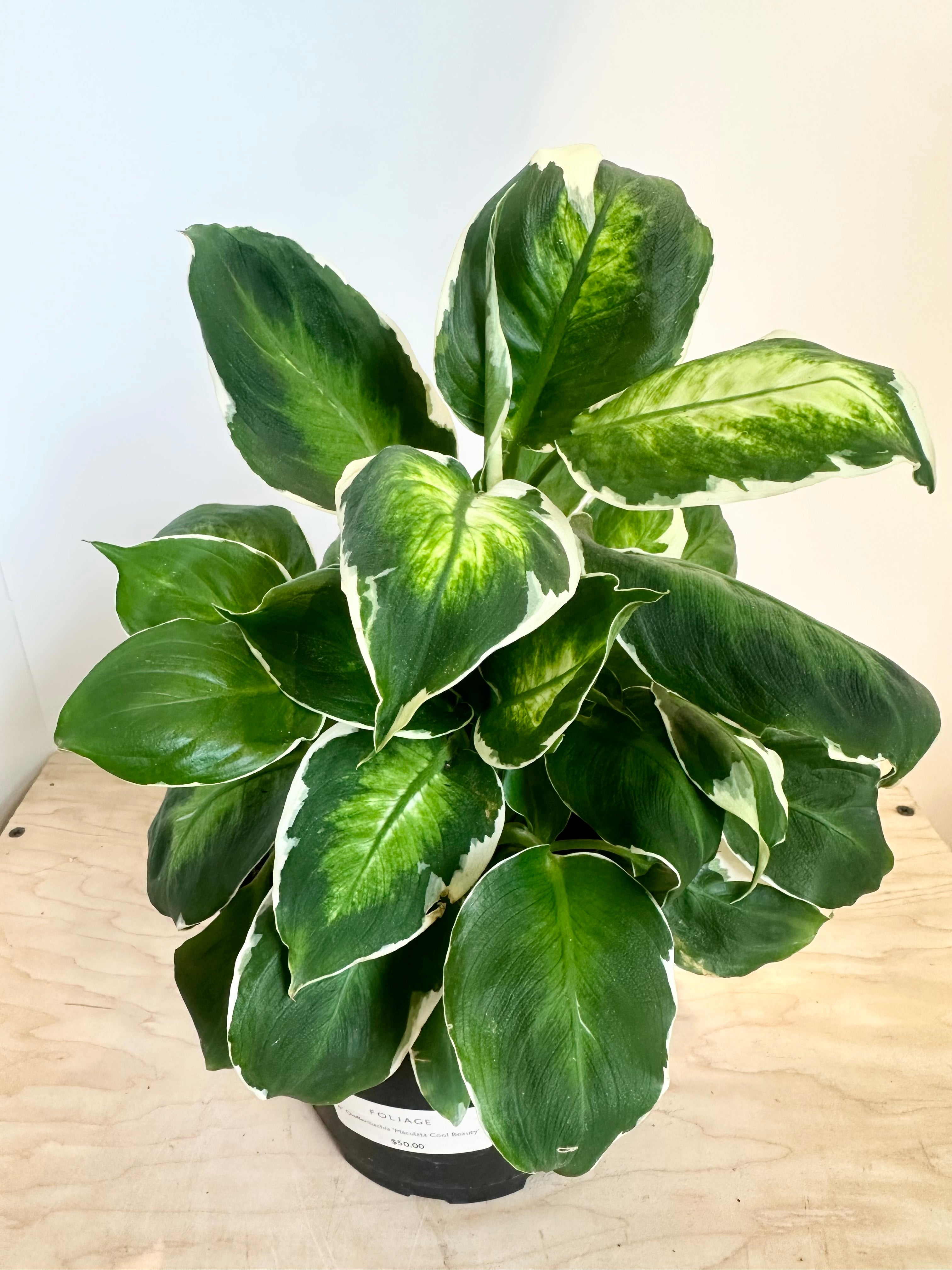 Dieffenbachia 'Cool Beauty'