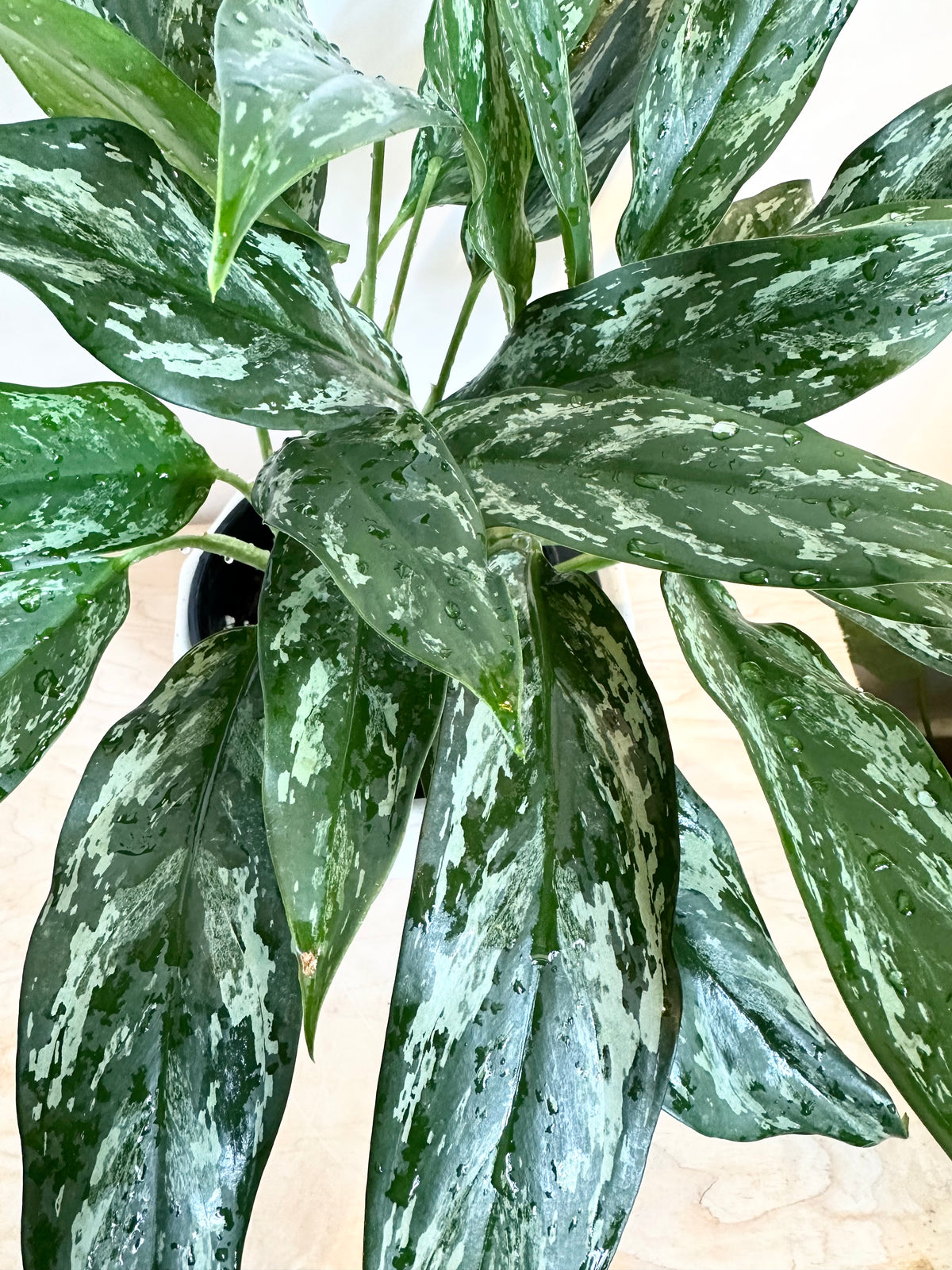Aglaonema 'Sombras'