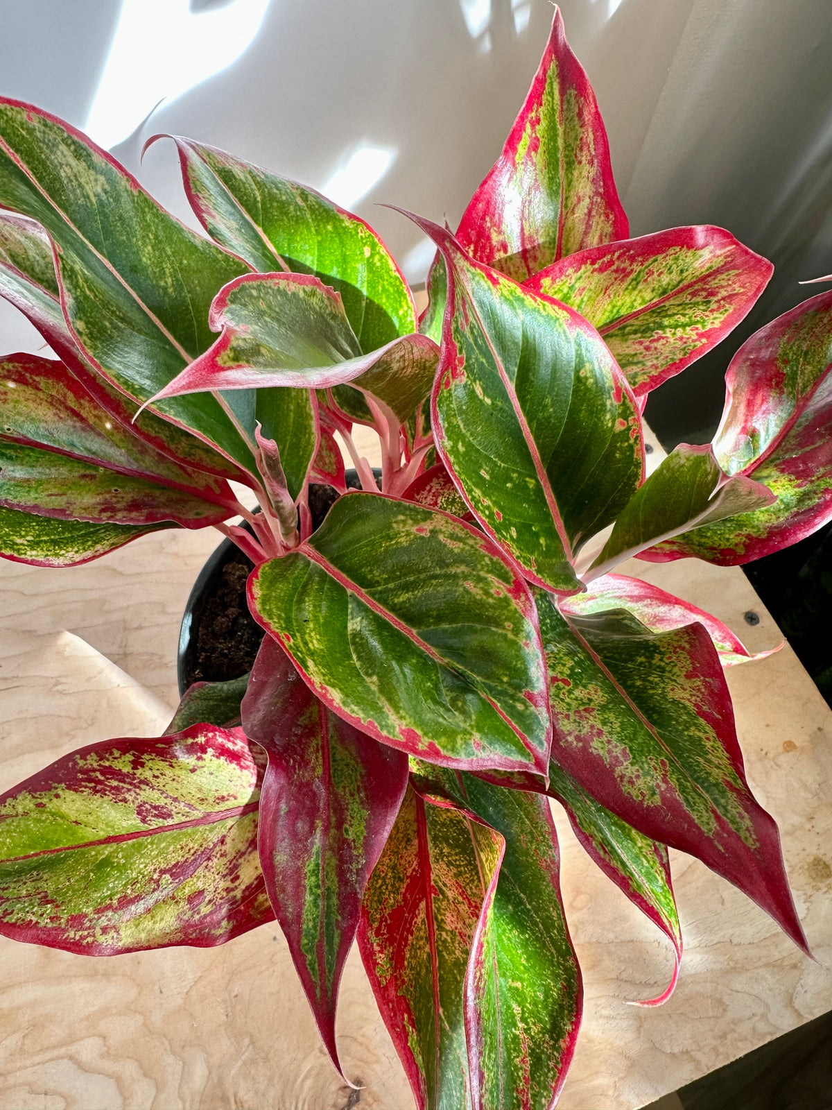 Aglaonema 'Creta'