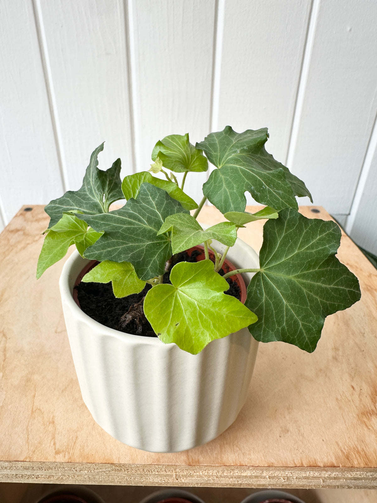 Ivy 'California'