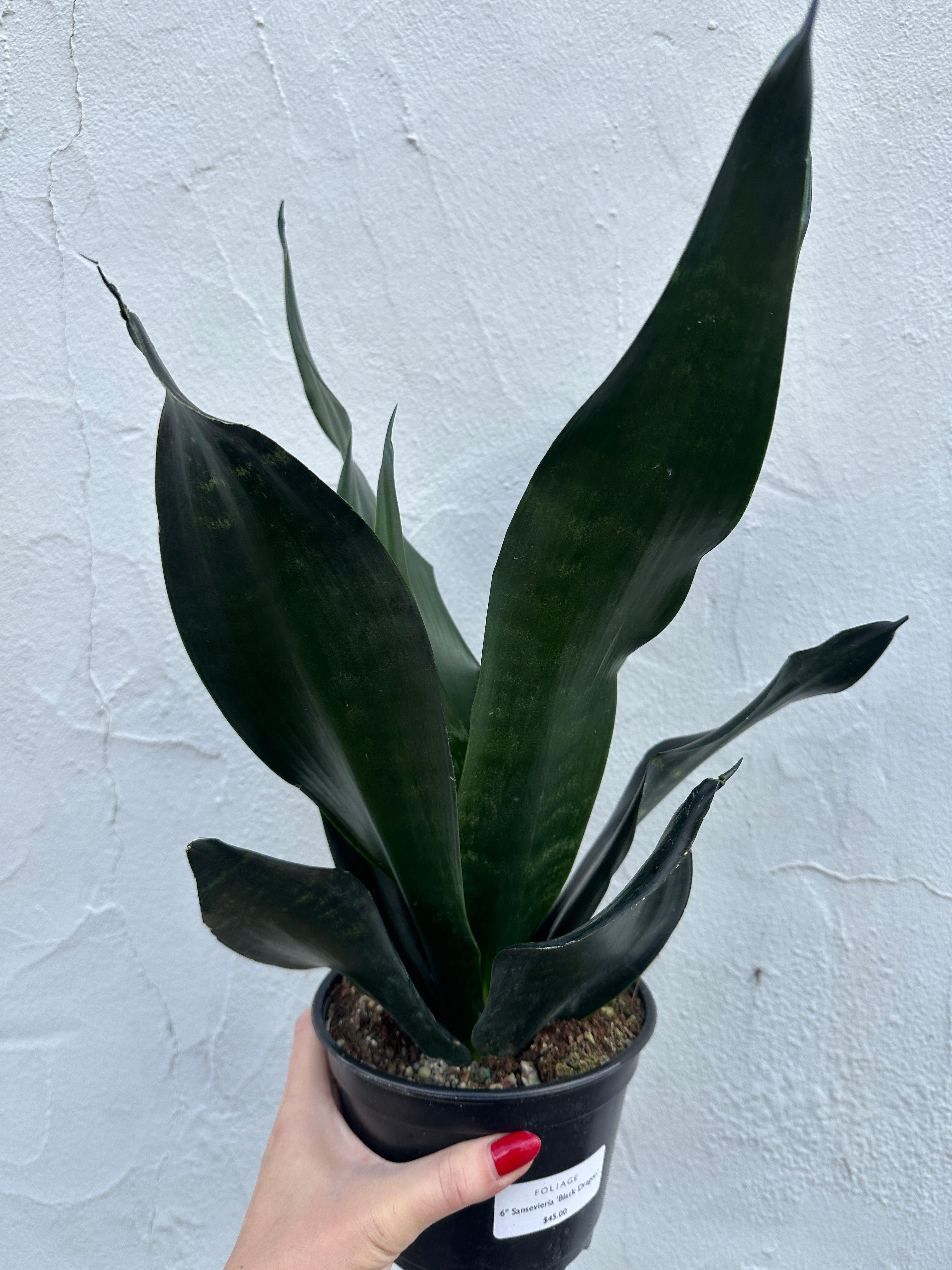 Sansevieria ‘Black Dragon’