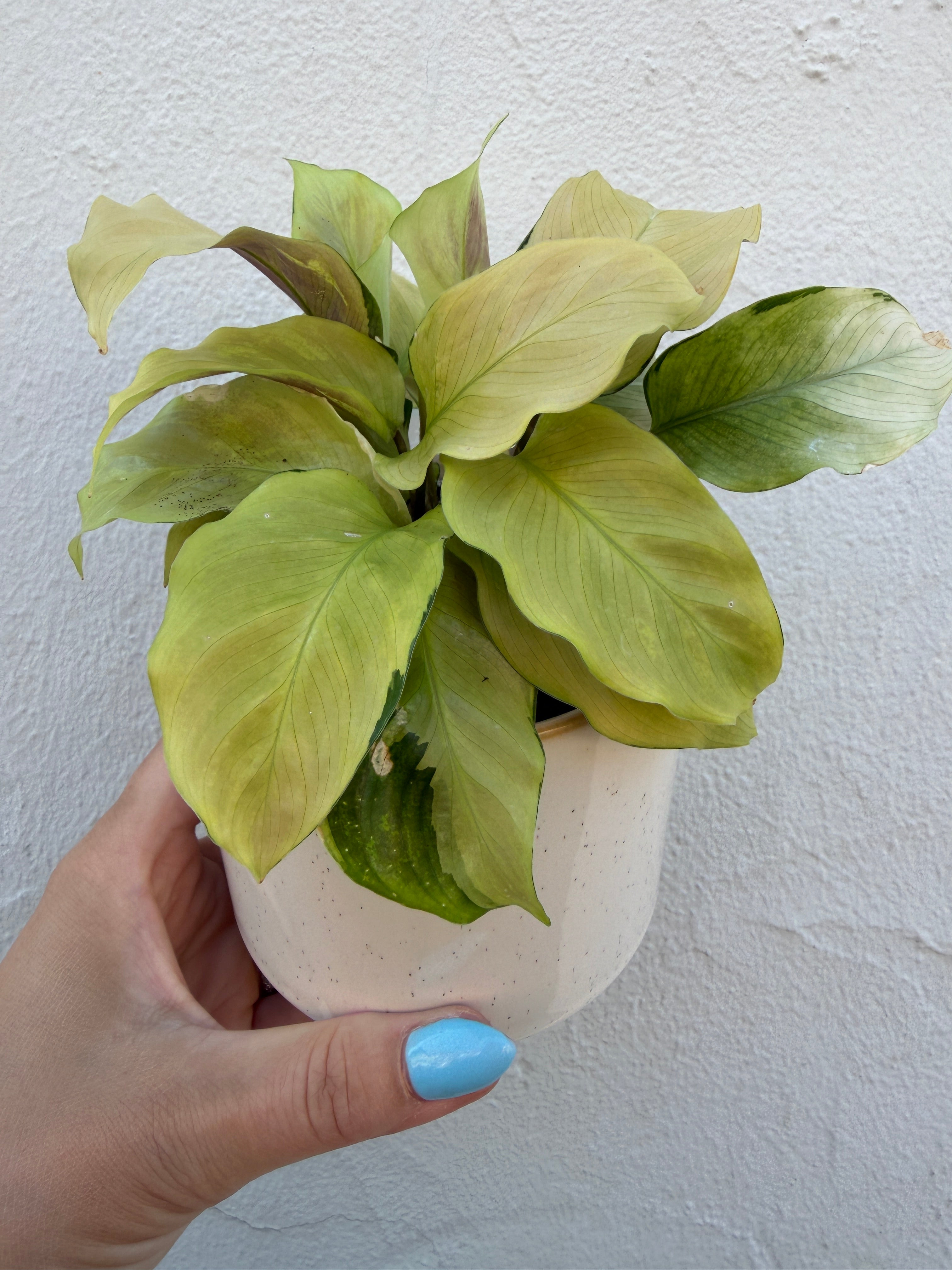 Calathea 'Fusion Yellow'