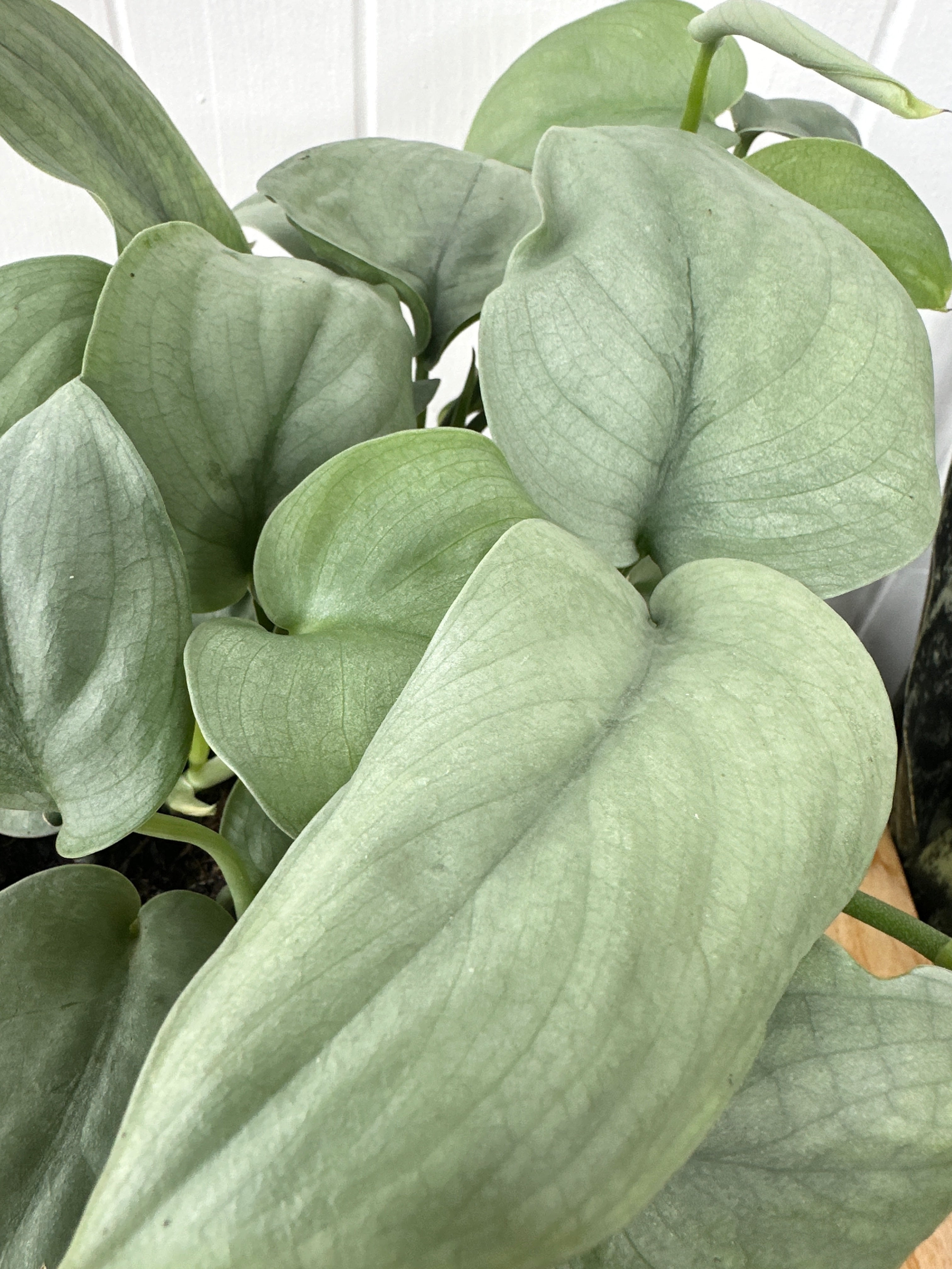 Scindapsus 'Java Platinum'