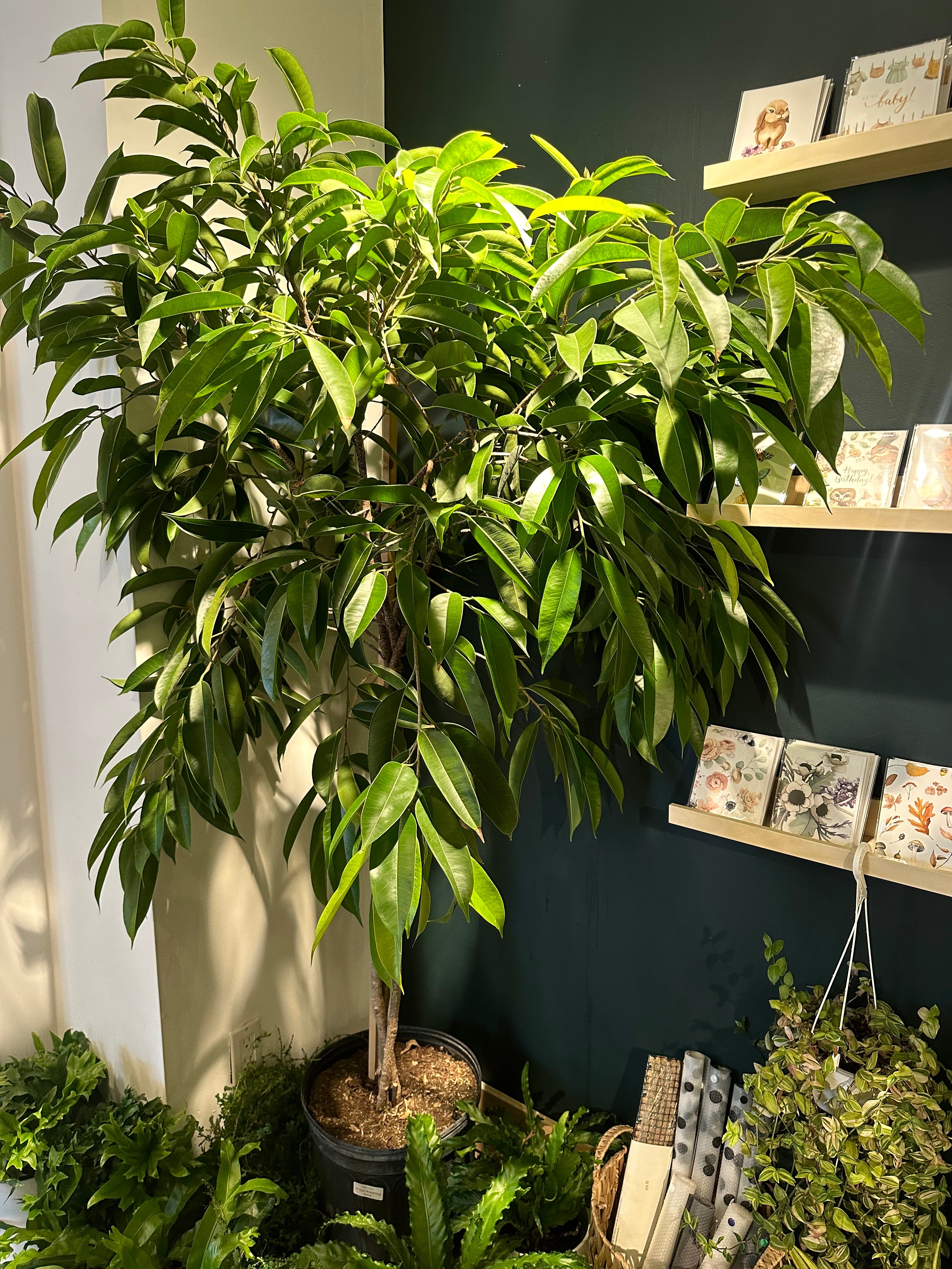 Ficus 'Amstel King'