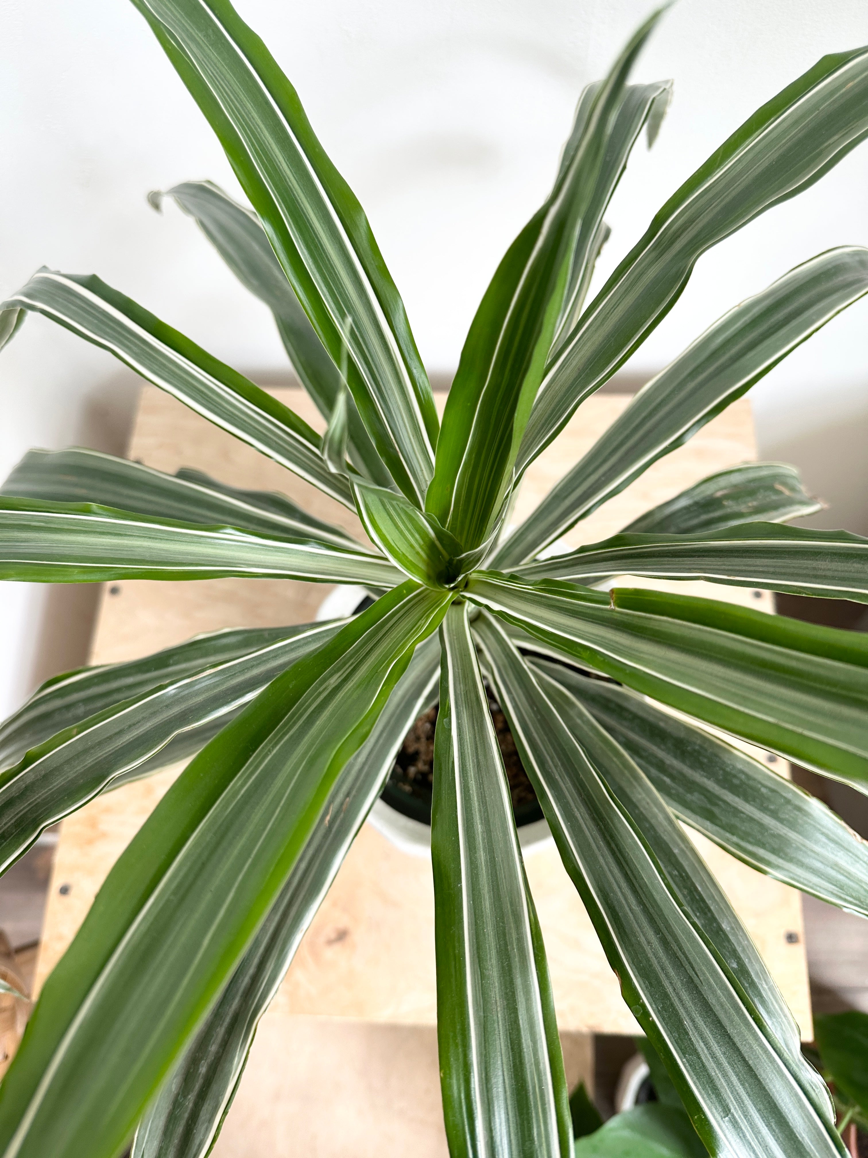 Dracaena 'Warneckii Jumbo'