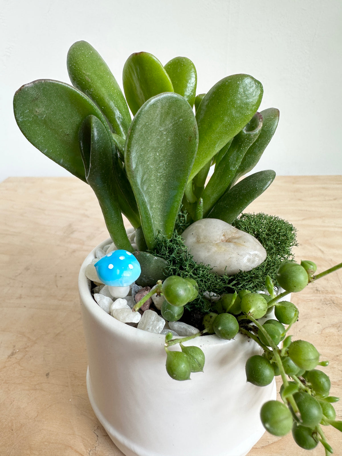 Elio Succulent Garden