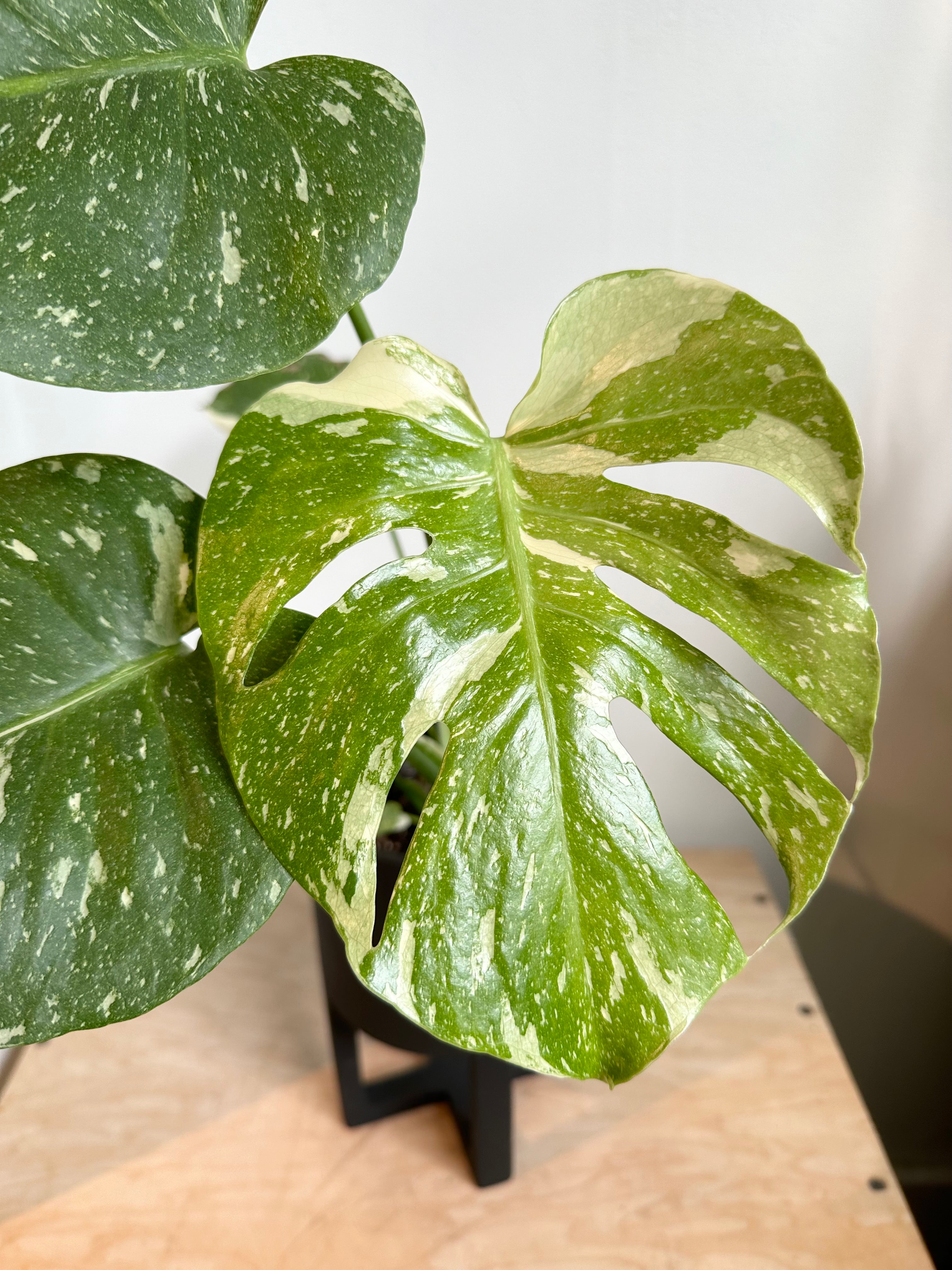monstera constelación Monstera 'Constelación tailandesa'