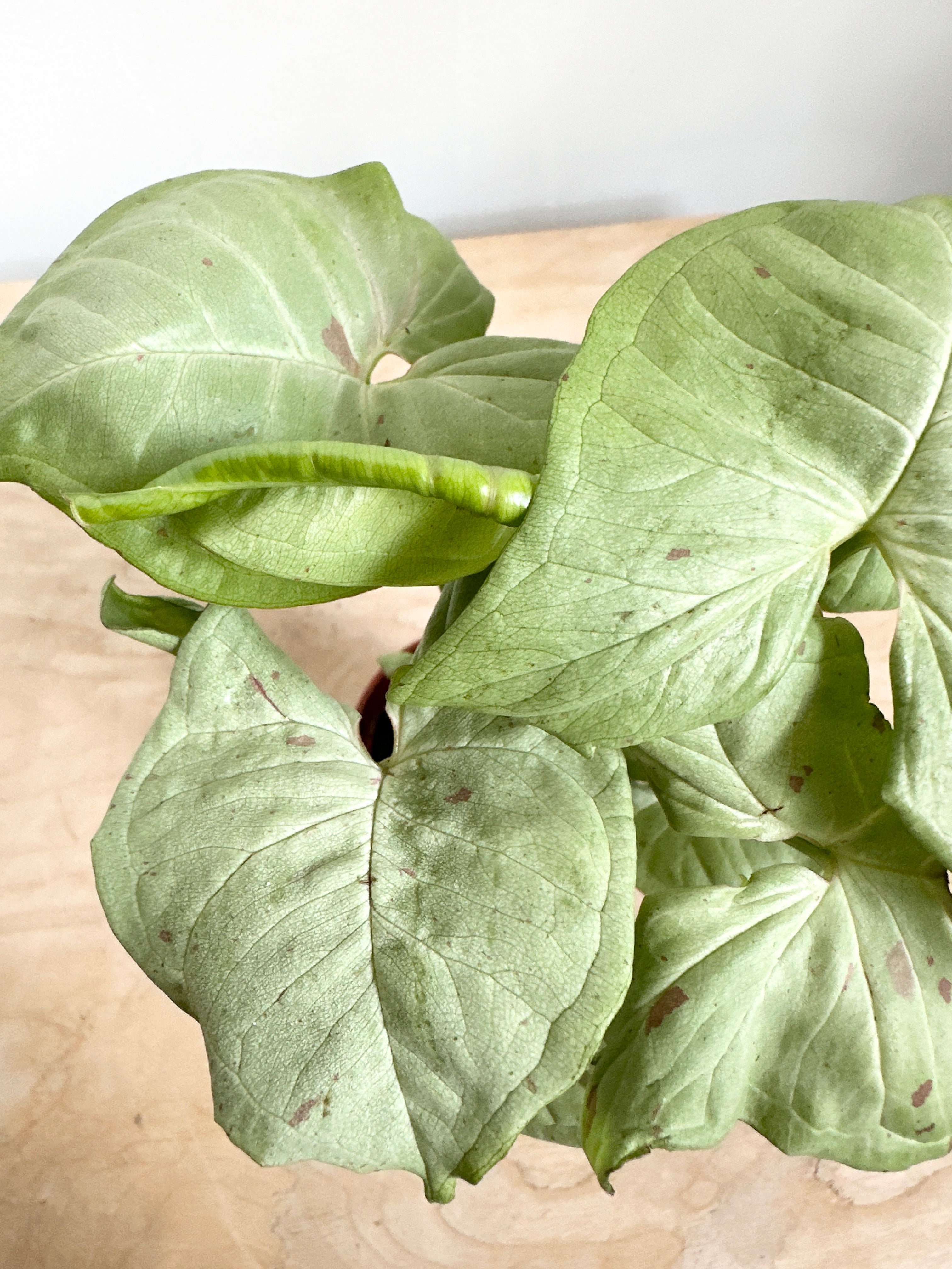 Nephthytis Syngonium 'Milk Confetti'