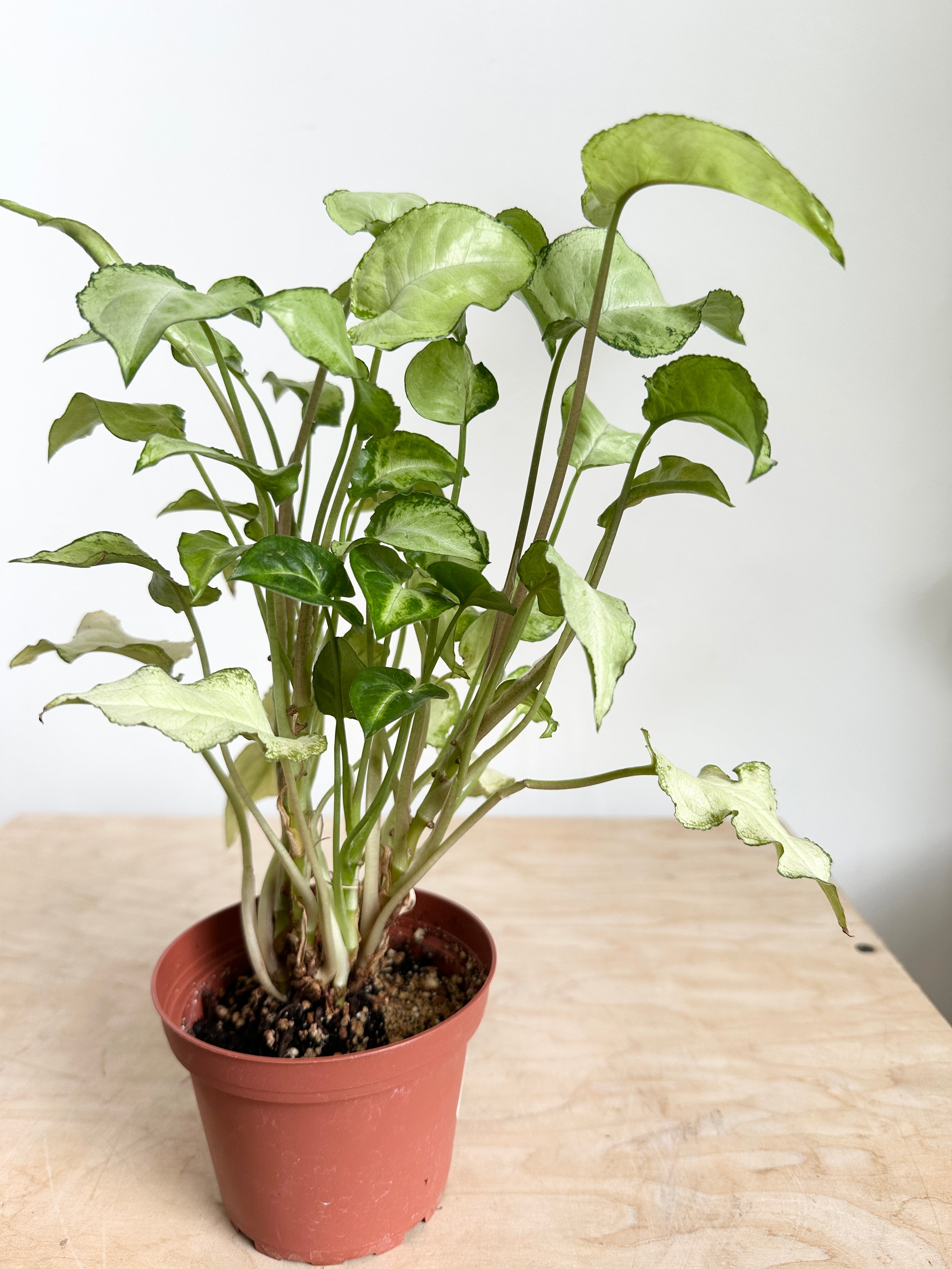 Nephthytis Syngonium 'Three Kings'