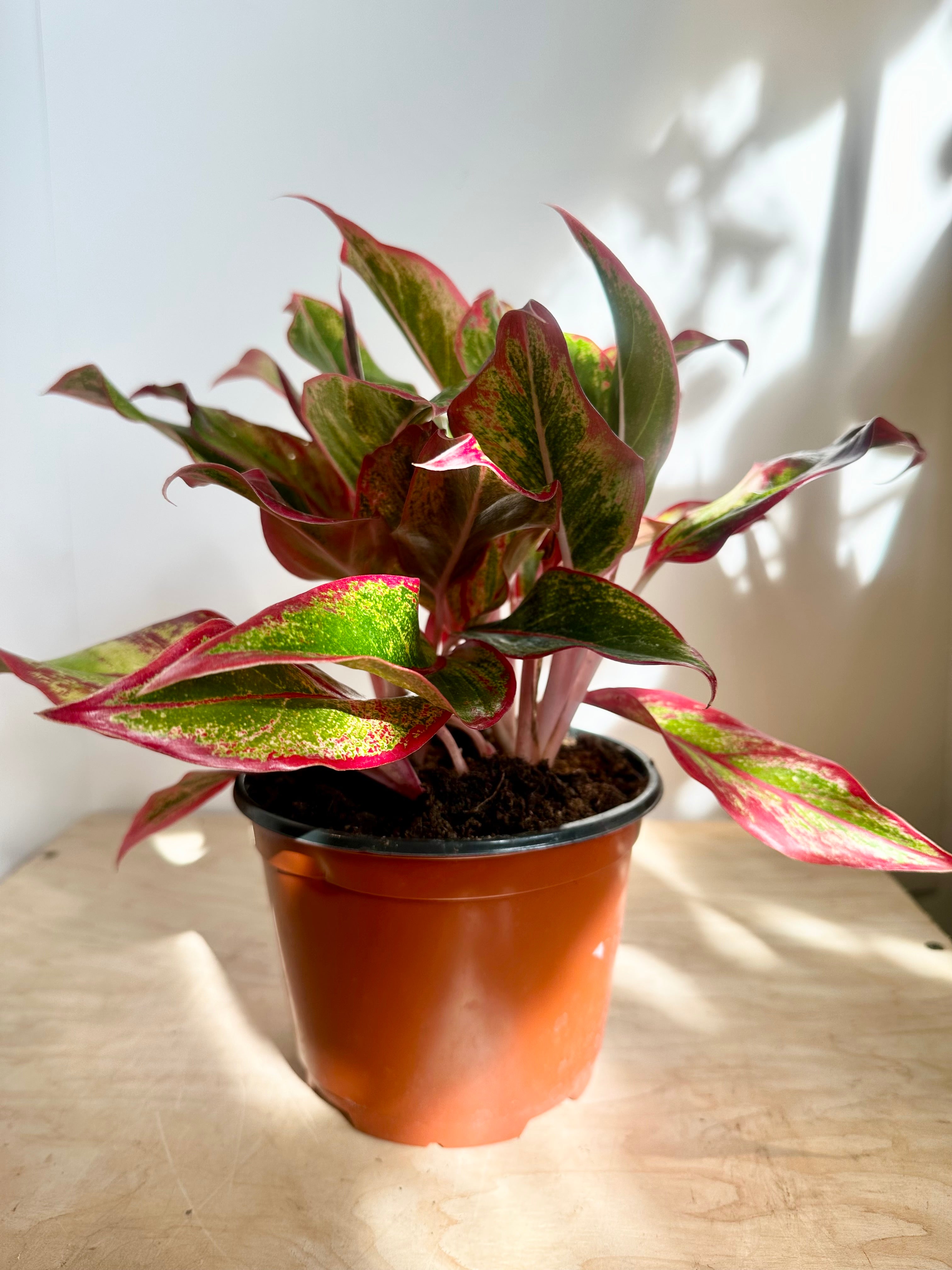 Aglaonema 'Creta'