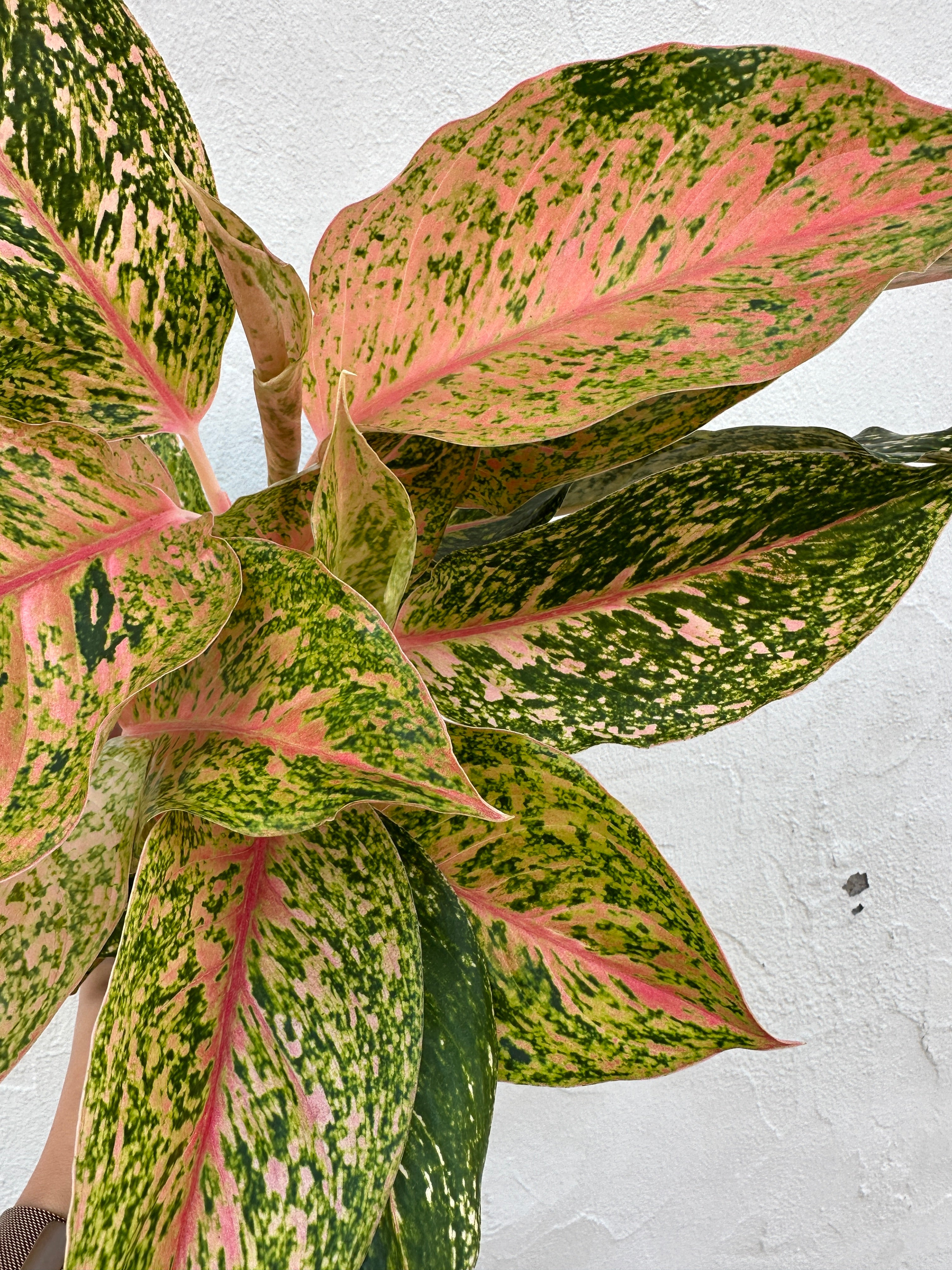 Aglaonema 'Cleopatra'