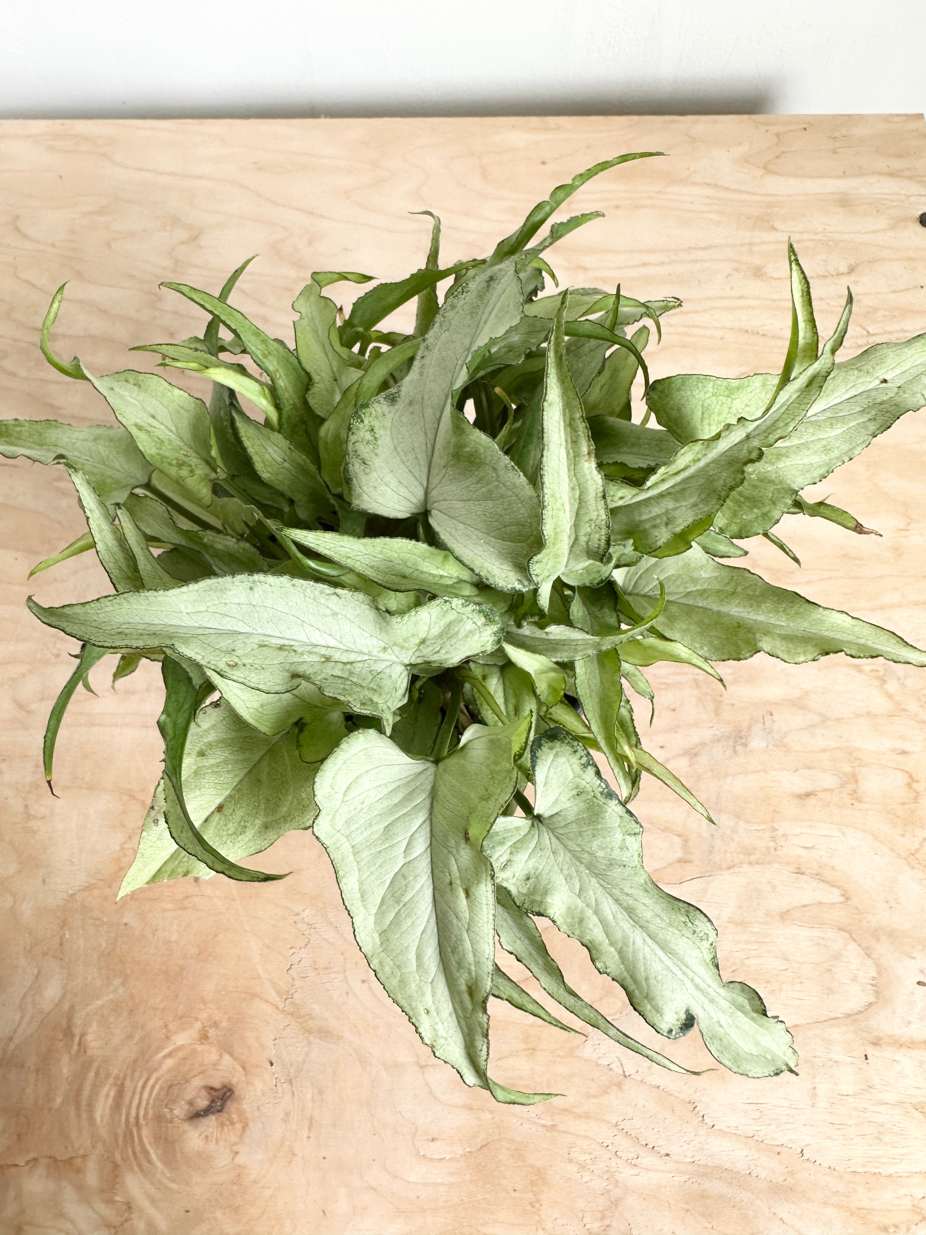 Nephthytis Syngonium 'Silver Fox'