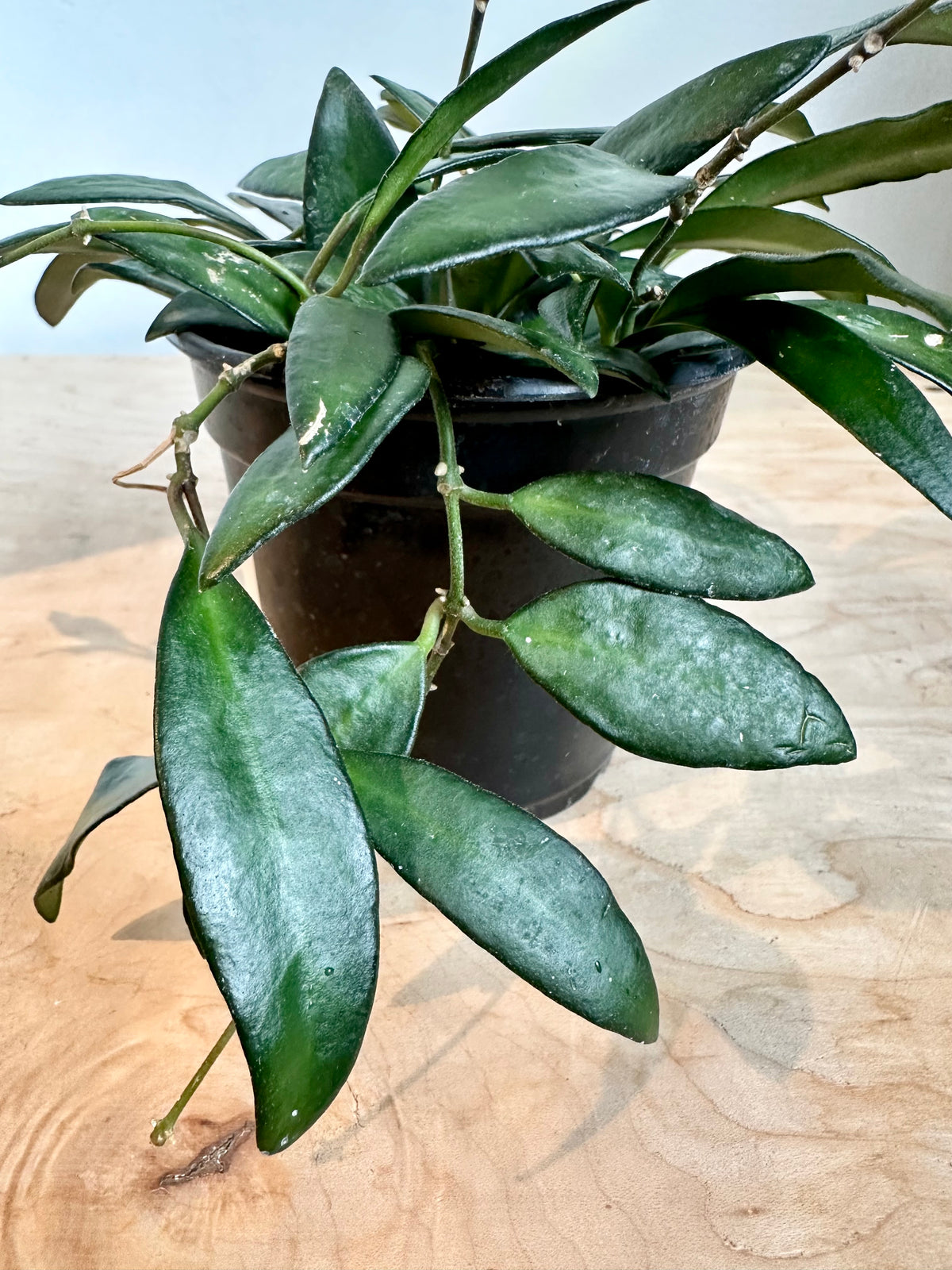 Hoya 'Rosita'