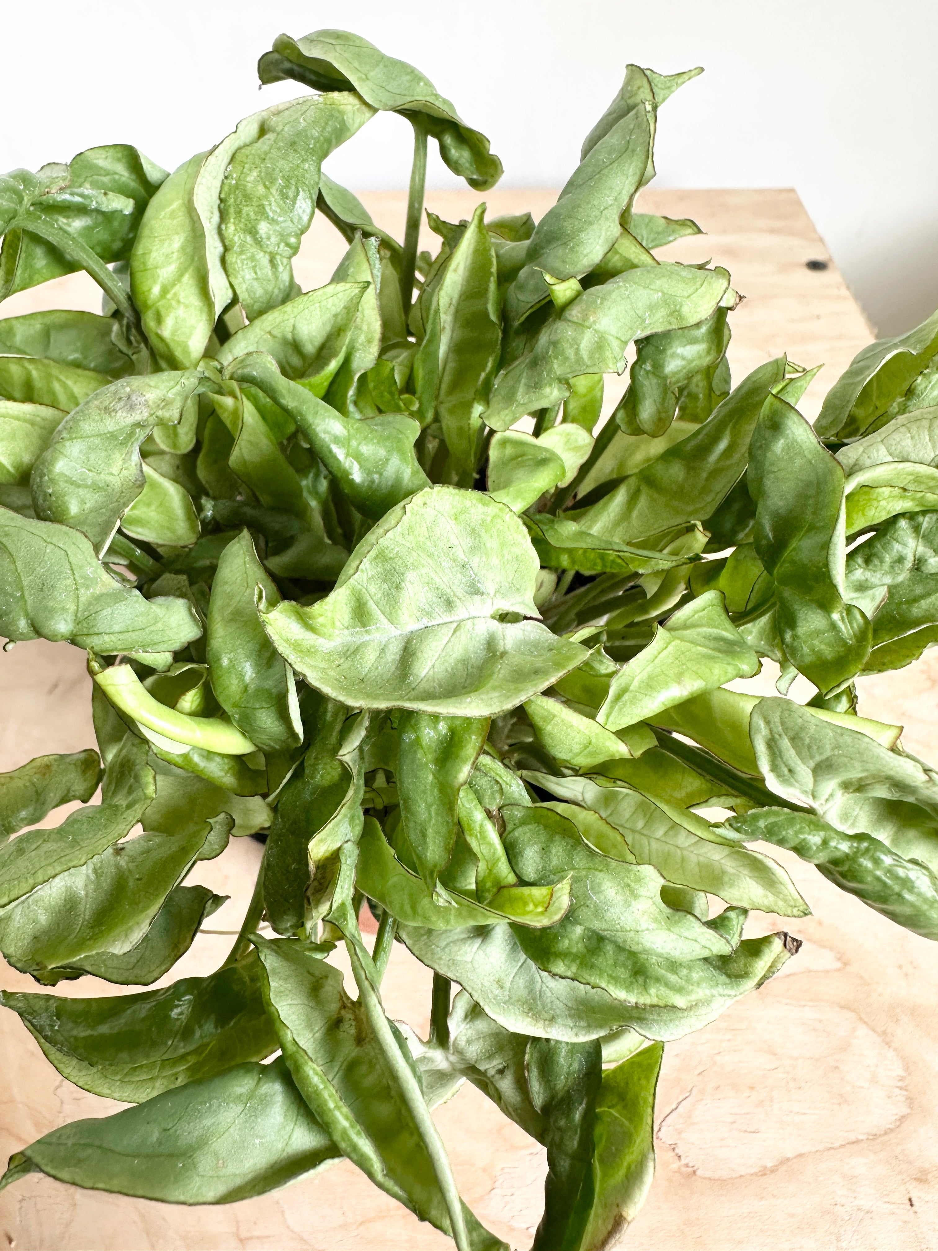 Nephthytis Syngonium 'Silver Pearl'