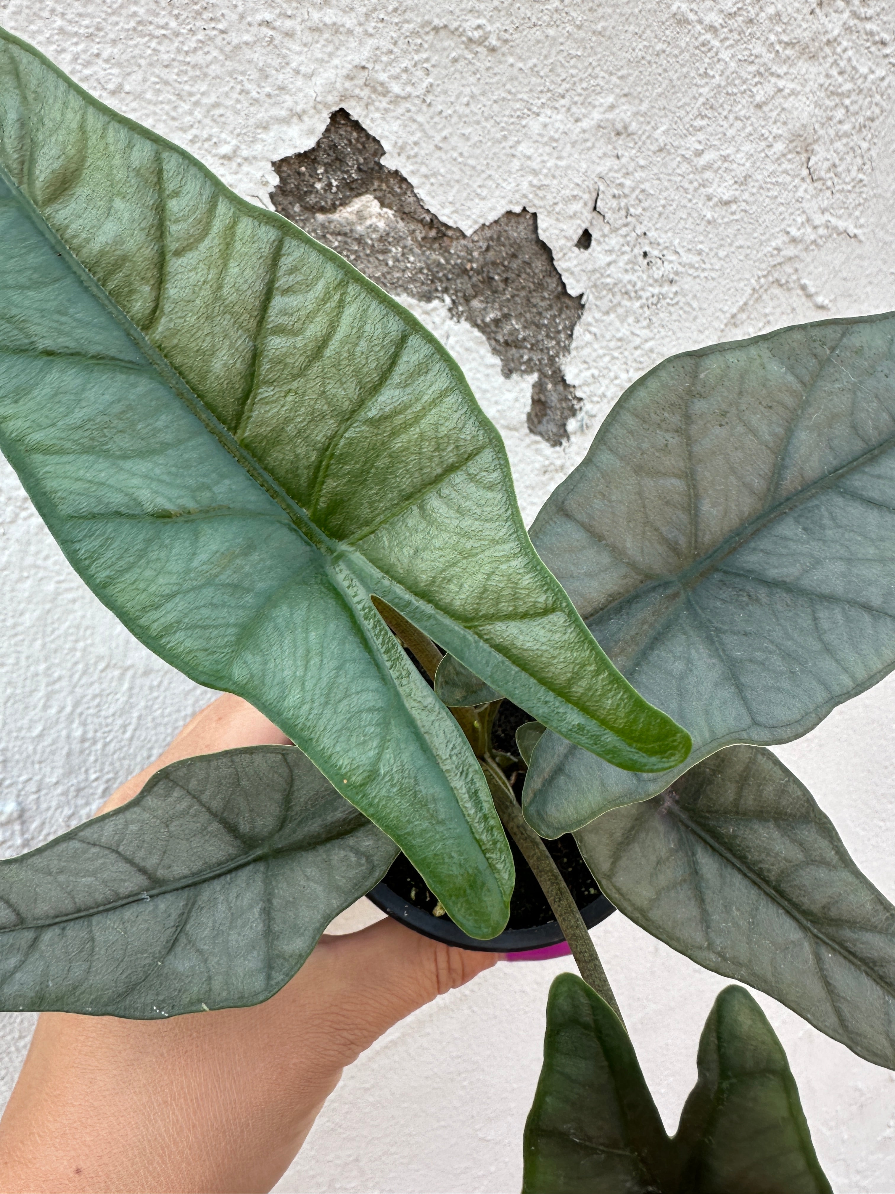 Alocasia Heterophylla ‘Metallic Blue’