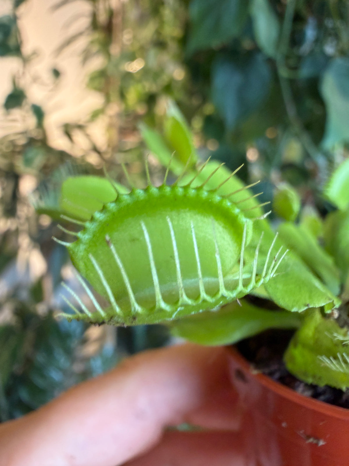 Venus Fly Trap