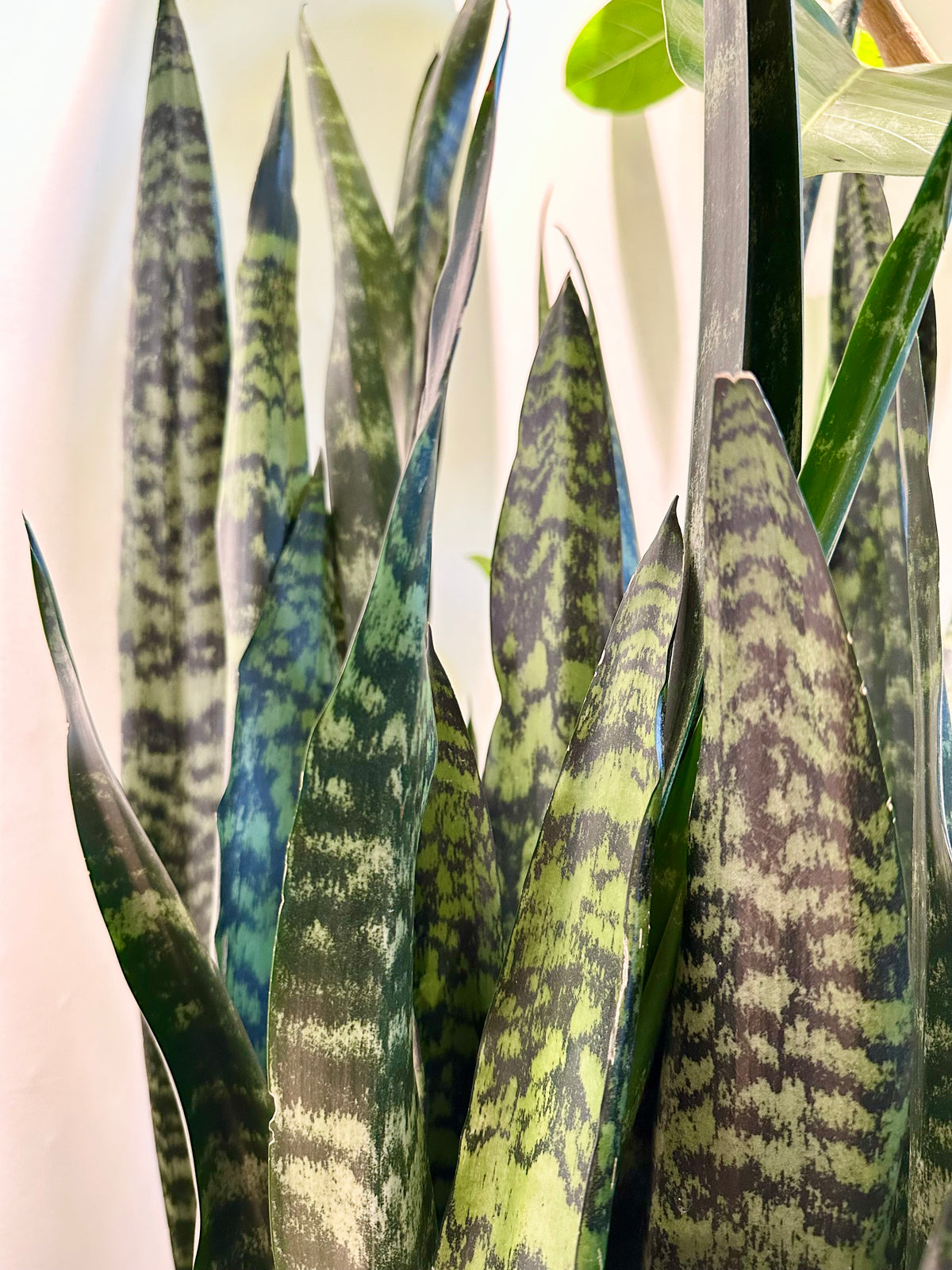 Sansevieria 'Black Coral'