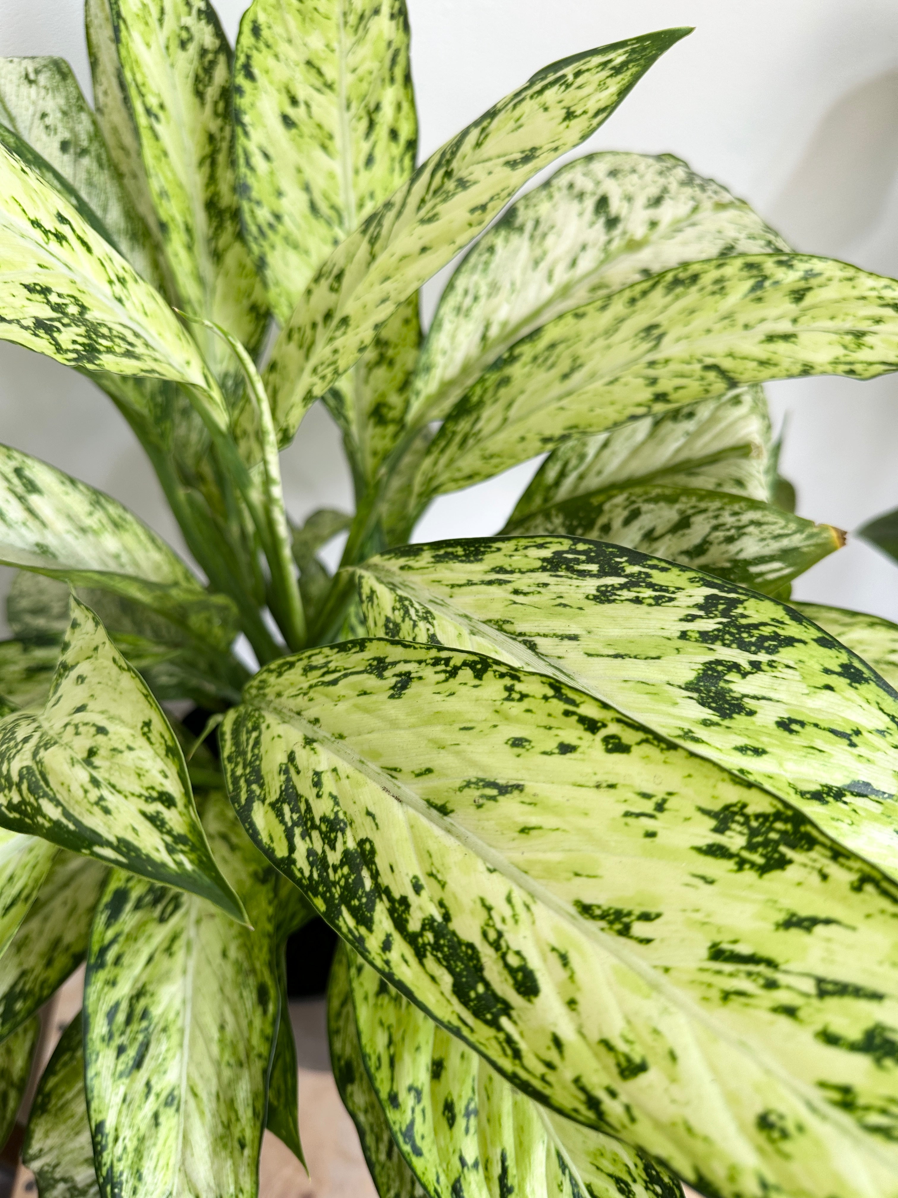 Dieffenbachia 'Vesuvius'