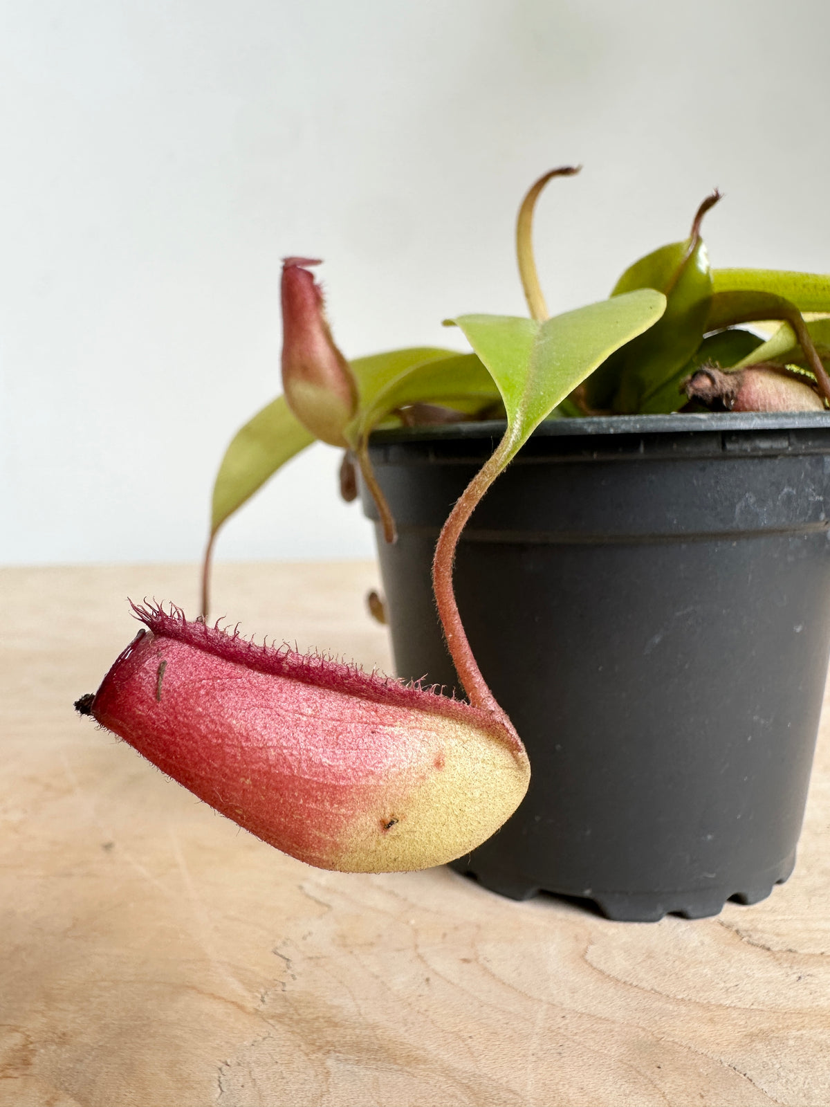 Nepenthes 'Neon'