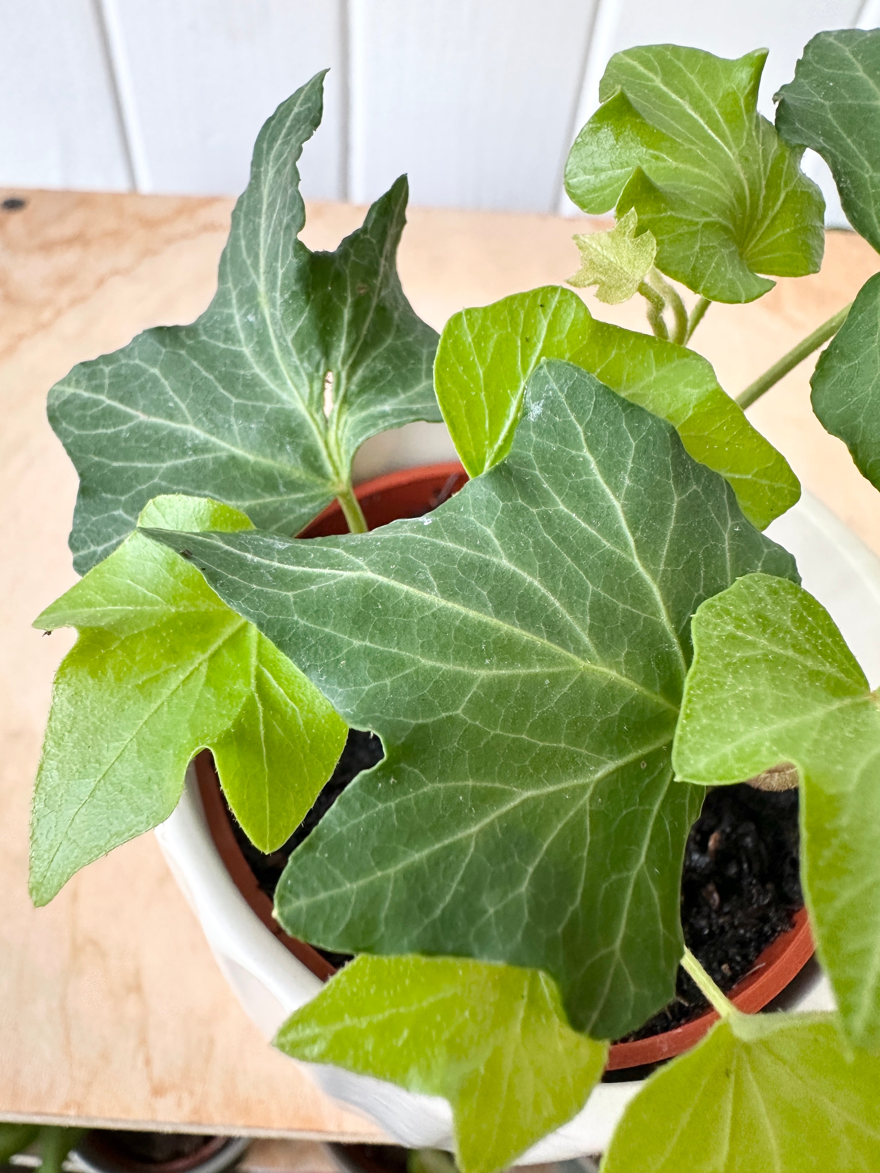 Ivy 'California'