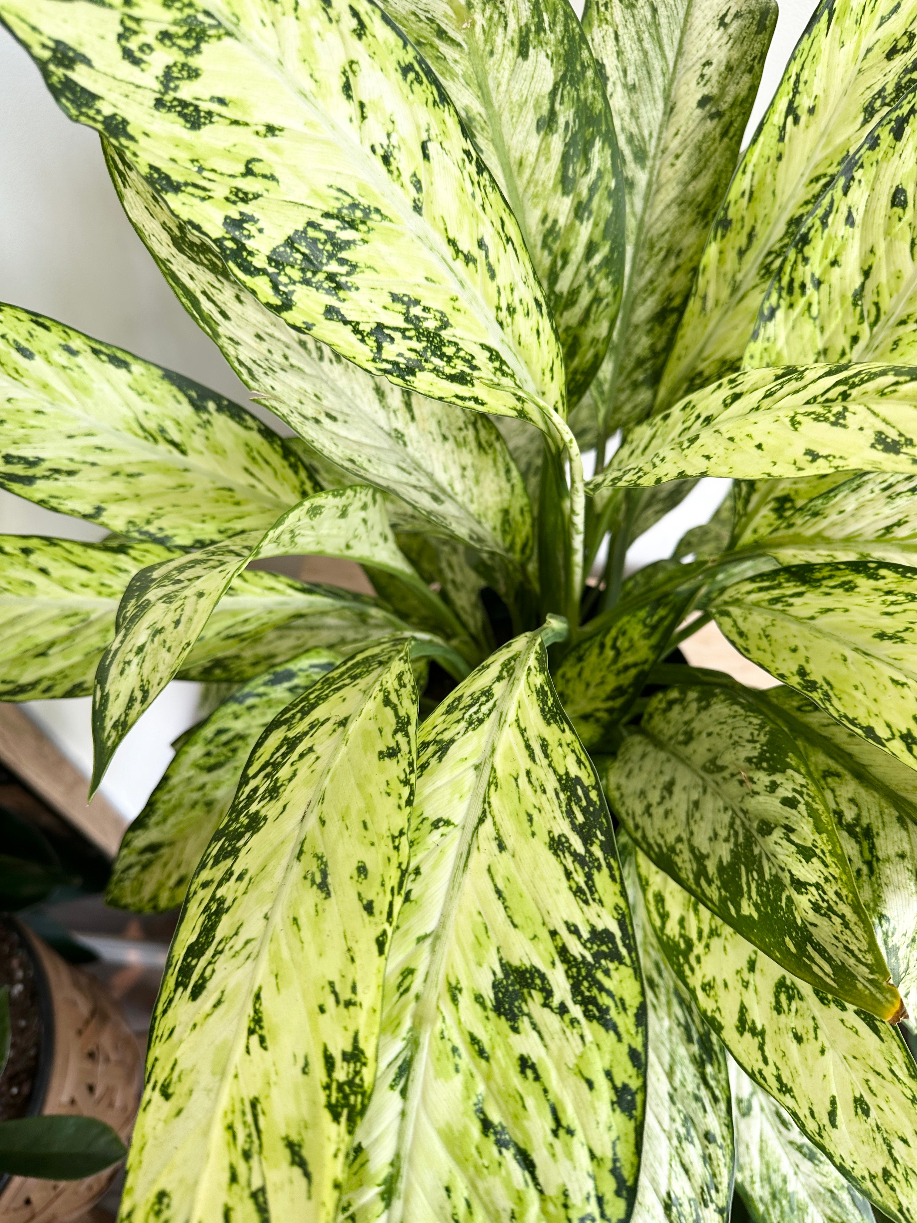 Dieffenbachia 'Vesuvius'