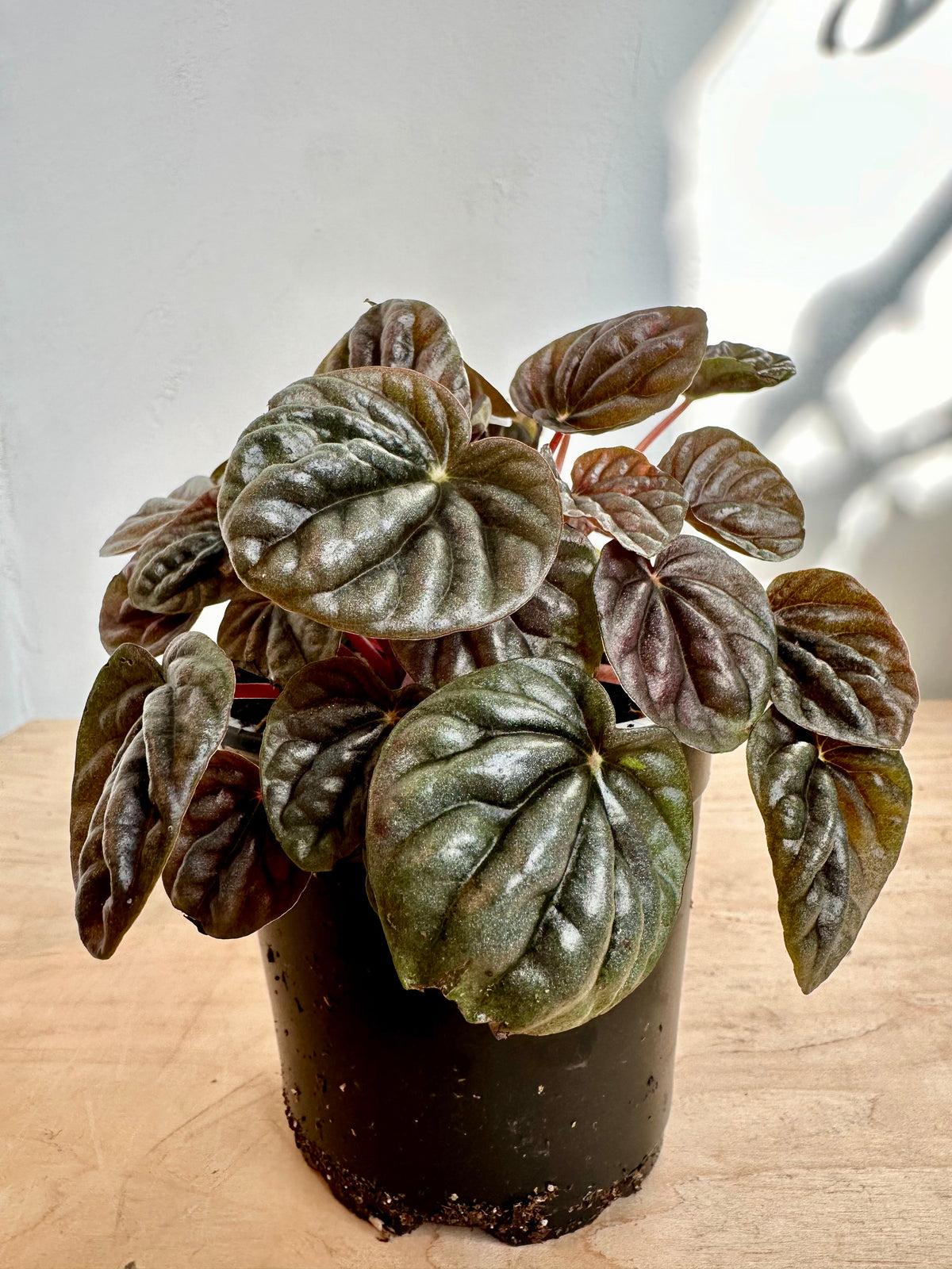 Peperomia 'Caperata Roja'