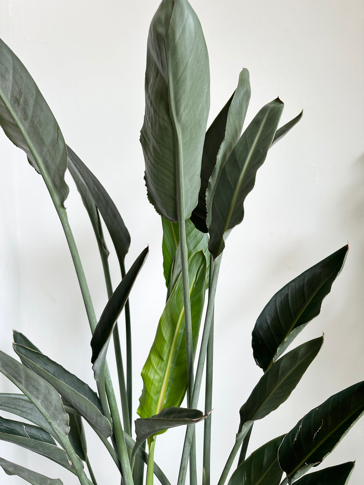 Strelitzia Reginae - Ave del paraíso