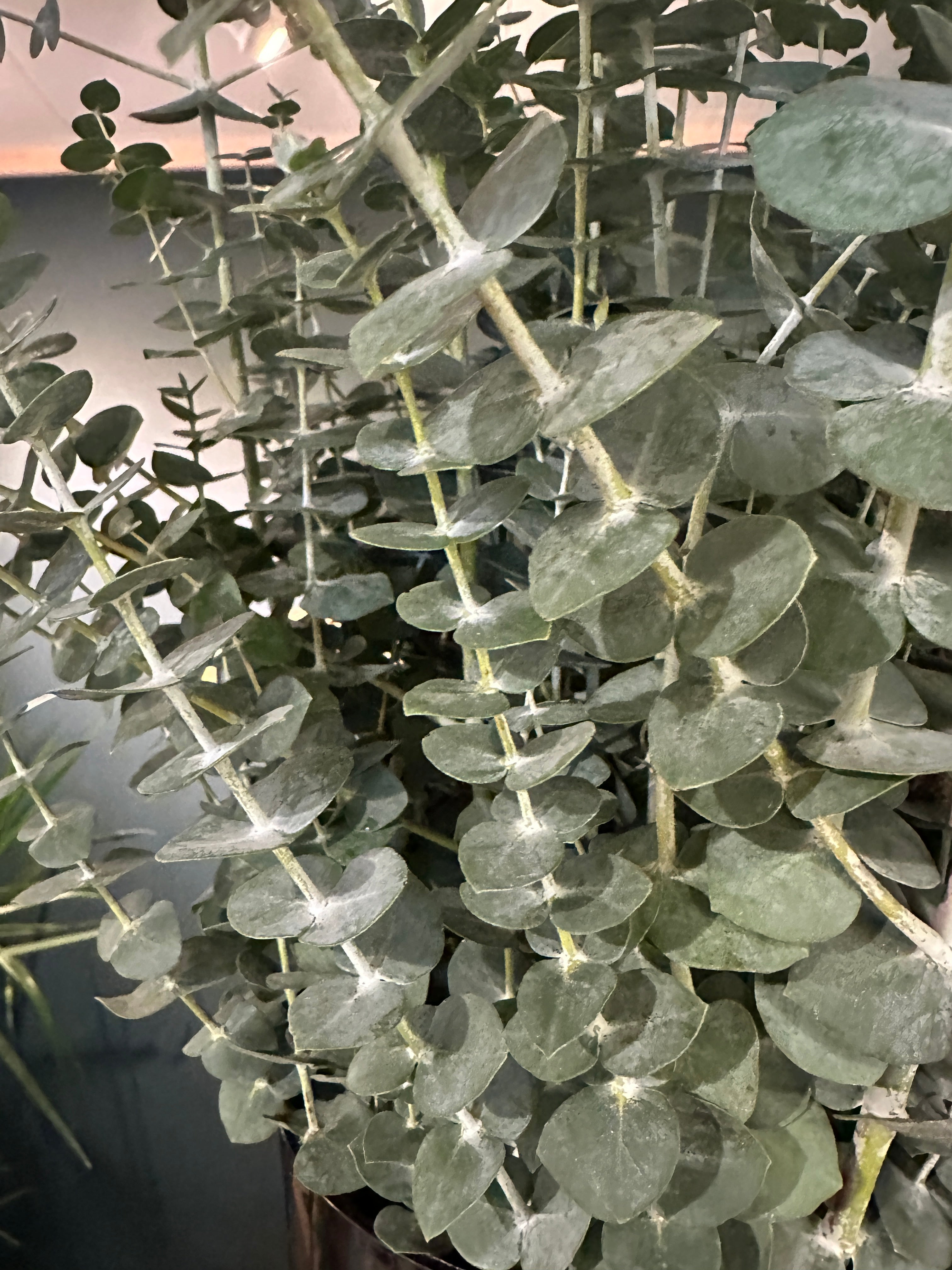 Baby Blue Eucalyptus