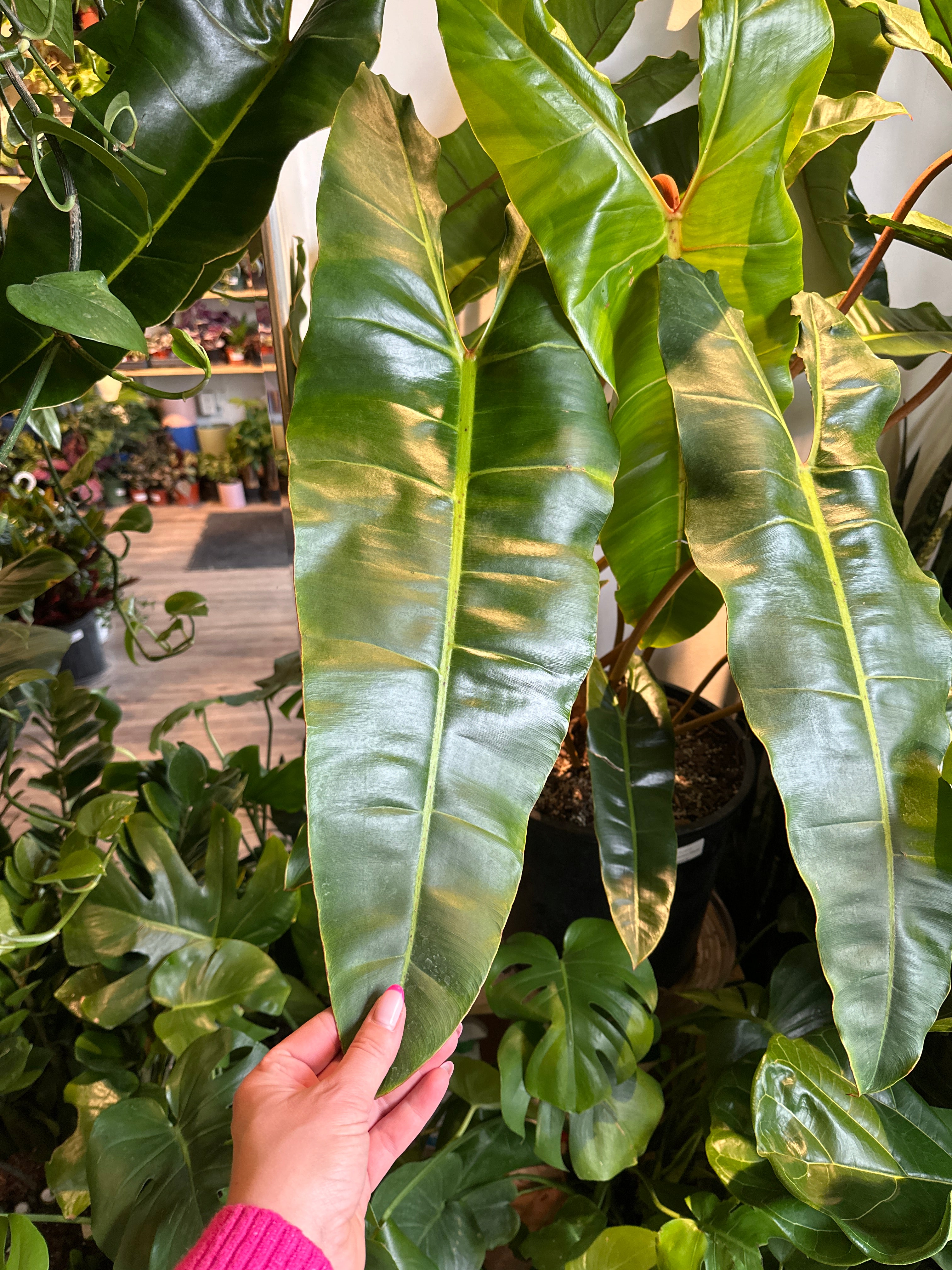 Philodendron 'Billietiae'