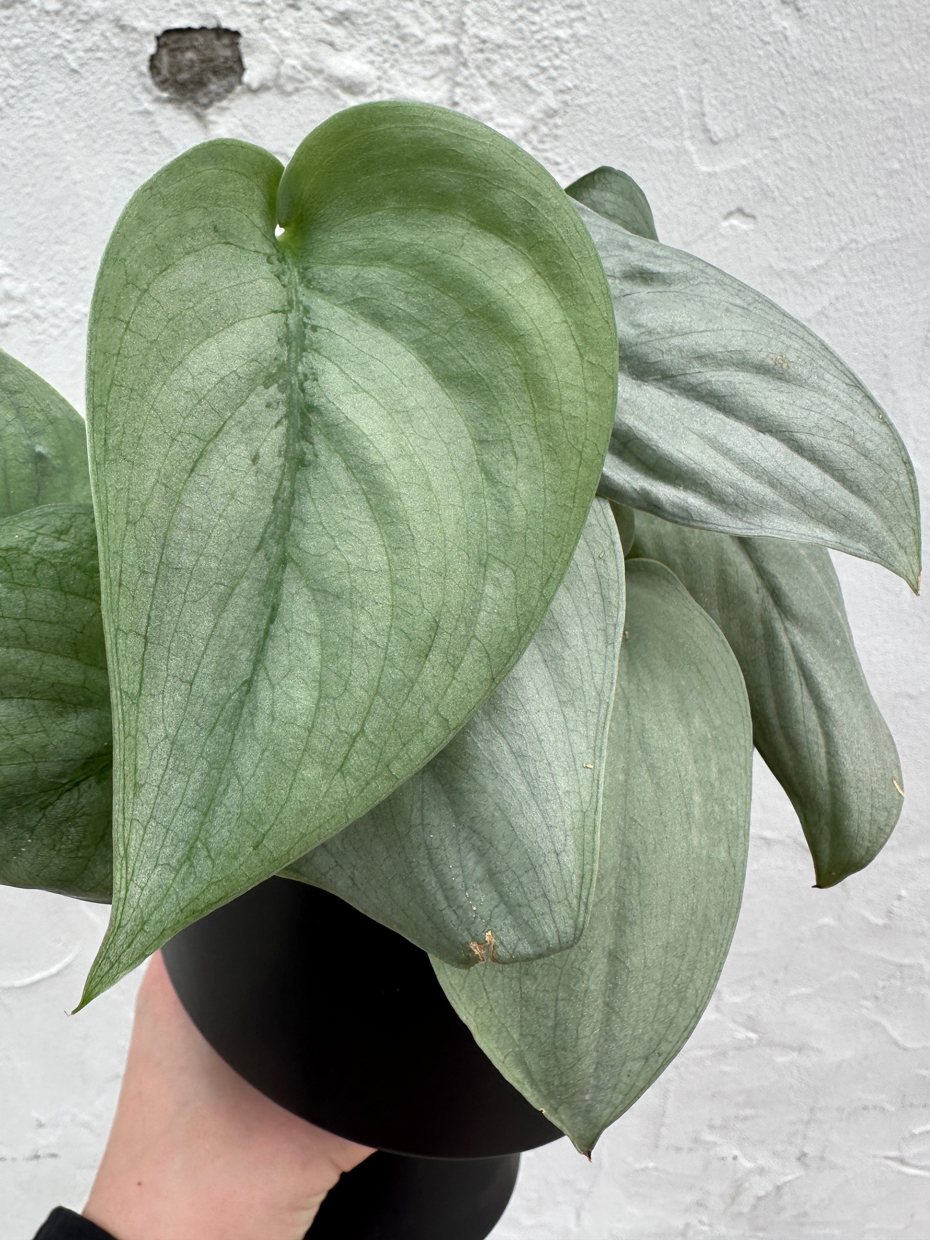 Scindapsus 'Java Platinum'