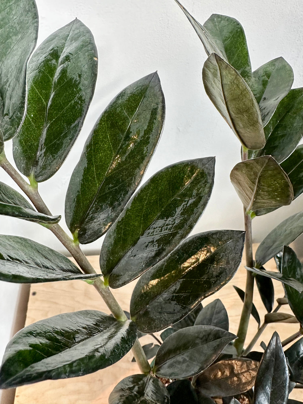 ZZ Plant 'Supernova'
