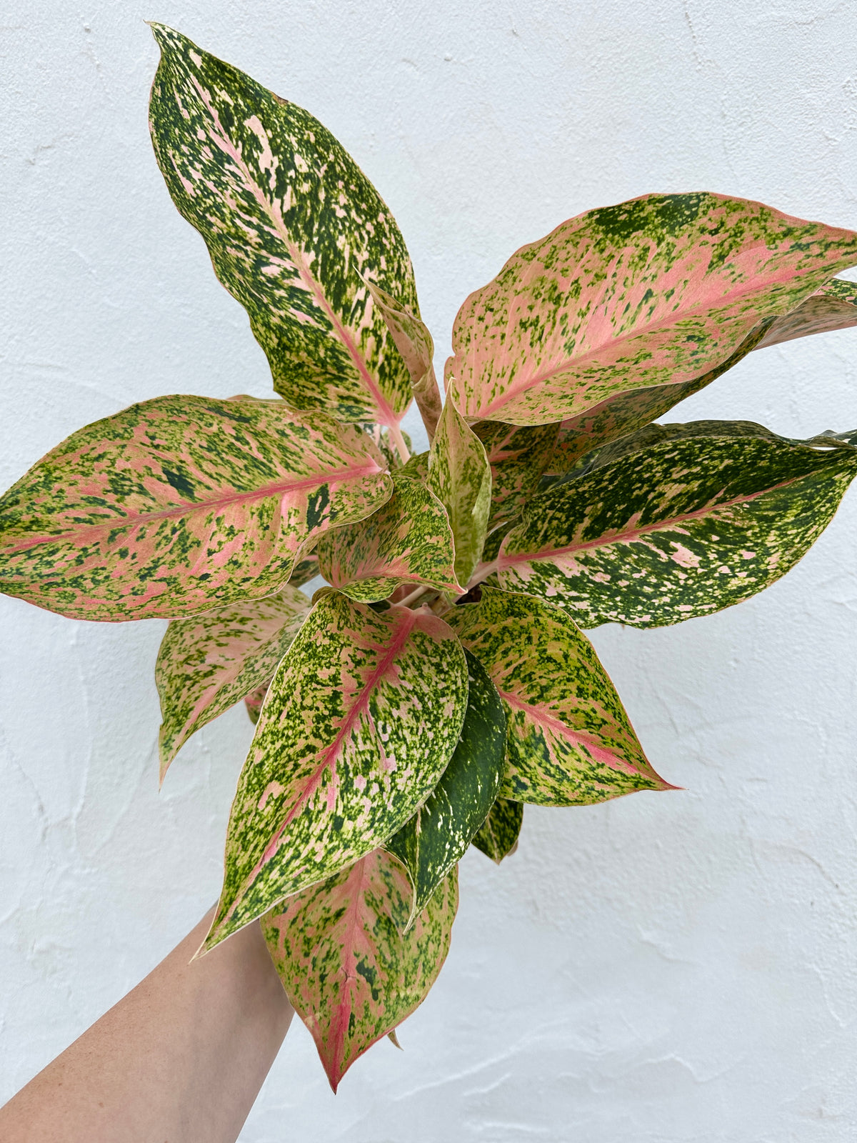 Aglaonema 'Cleopatra'