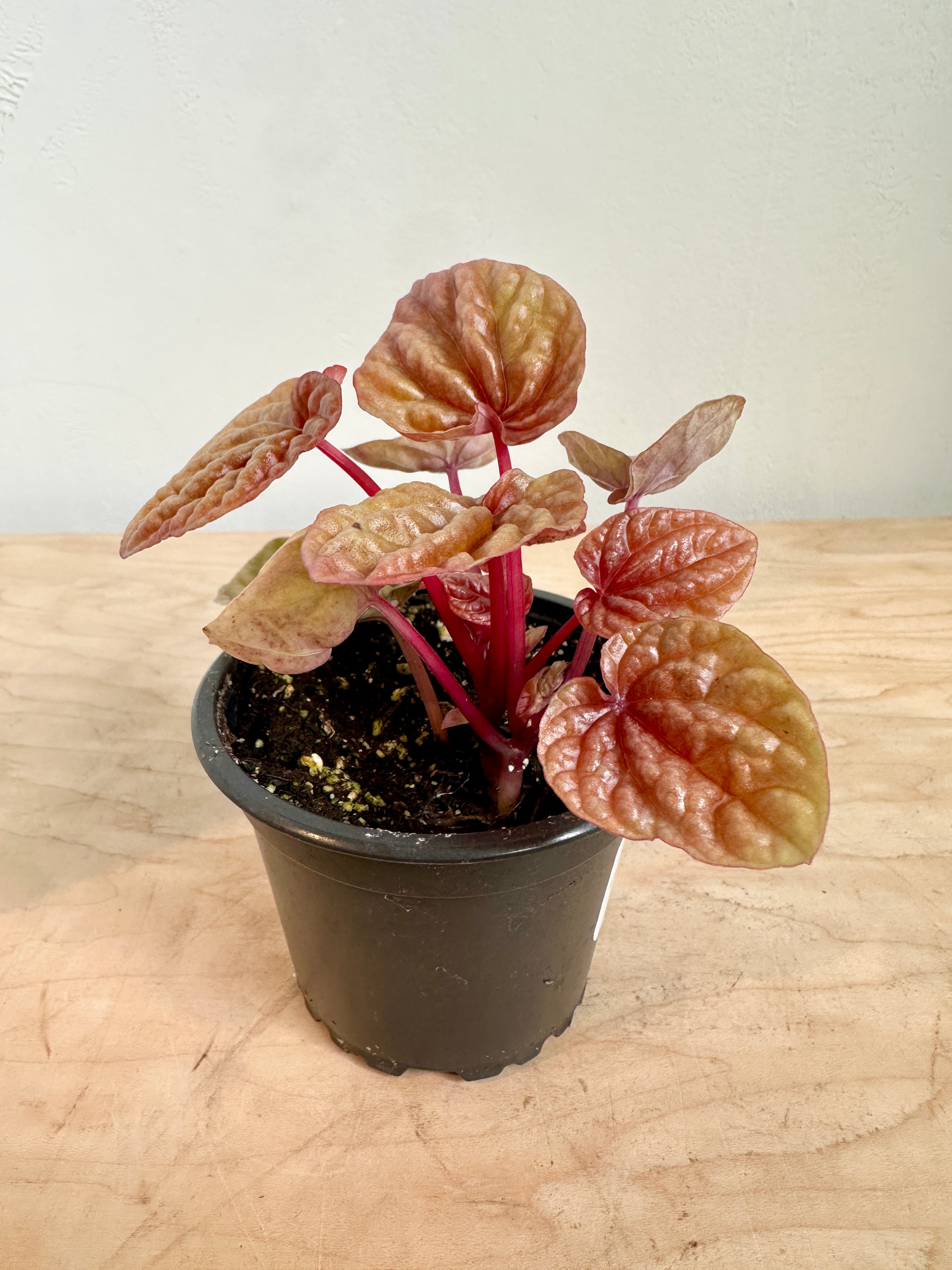 Peperomia Caperata 'Quito'