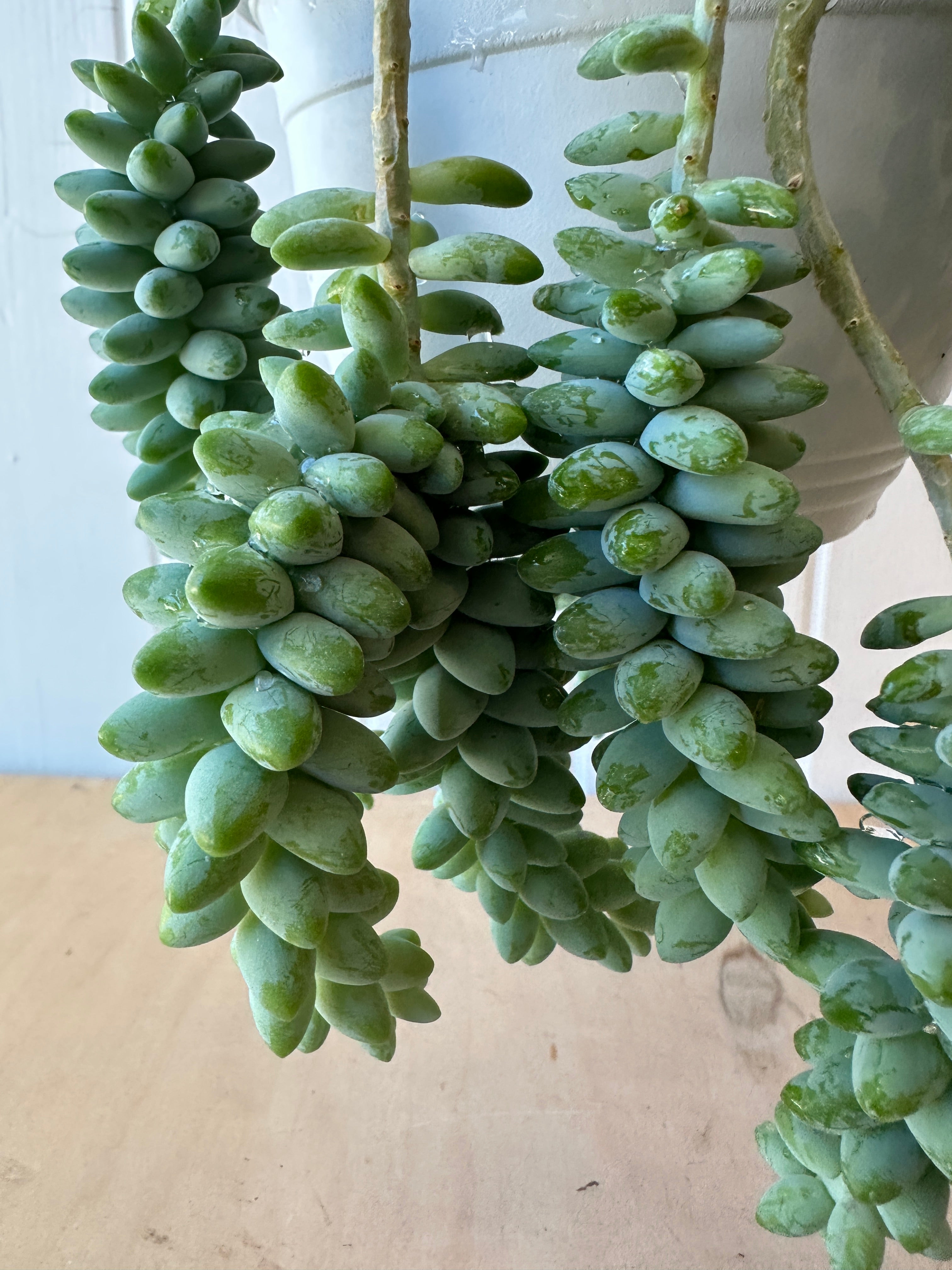 Burro's Tail