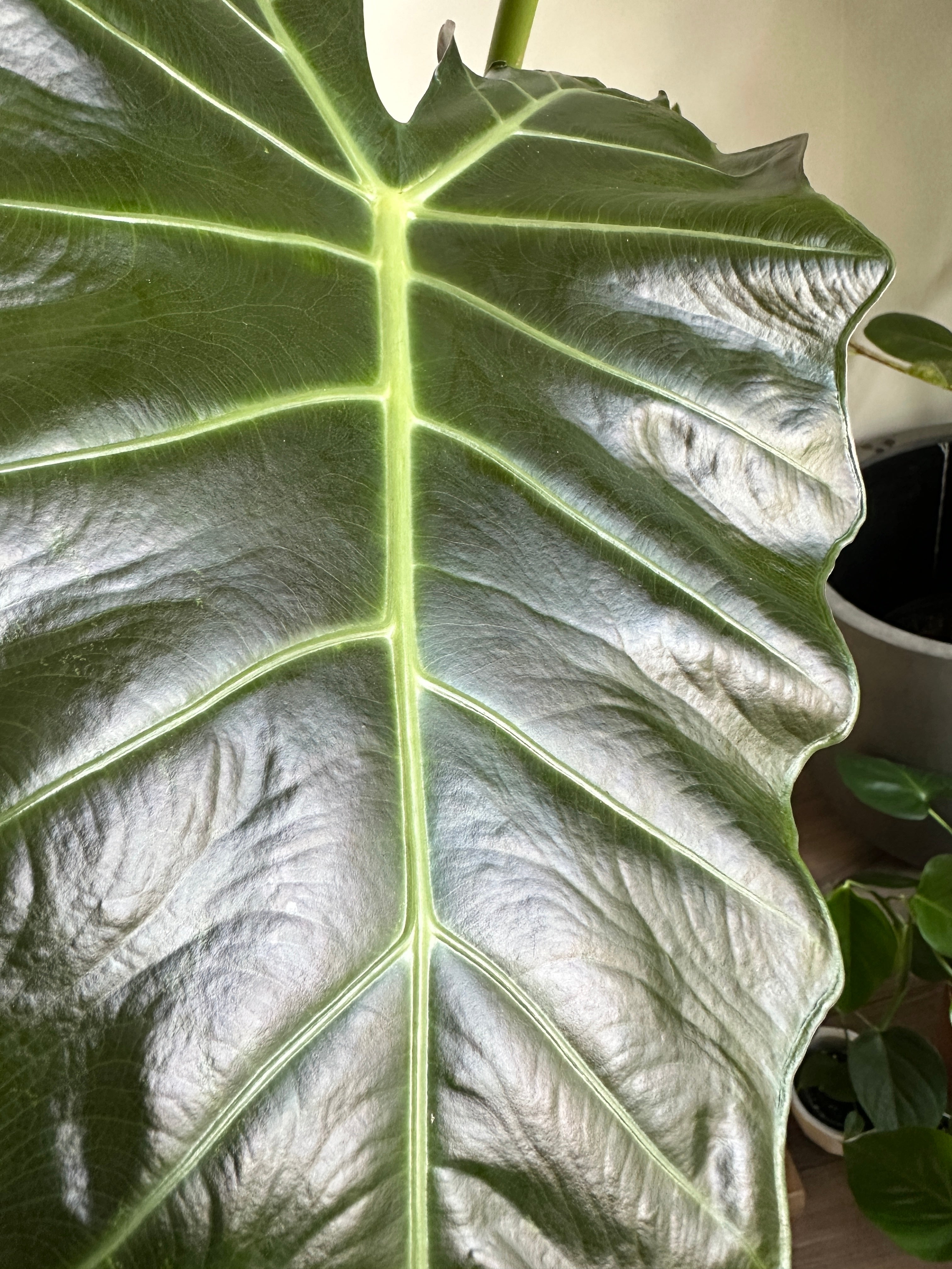 Alocasia 'Mayan Mask'