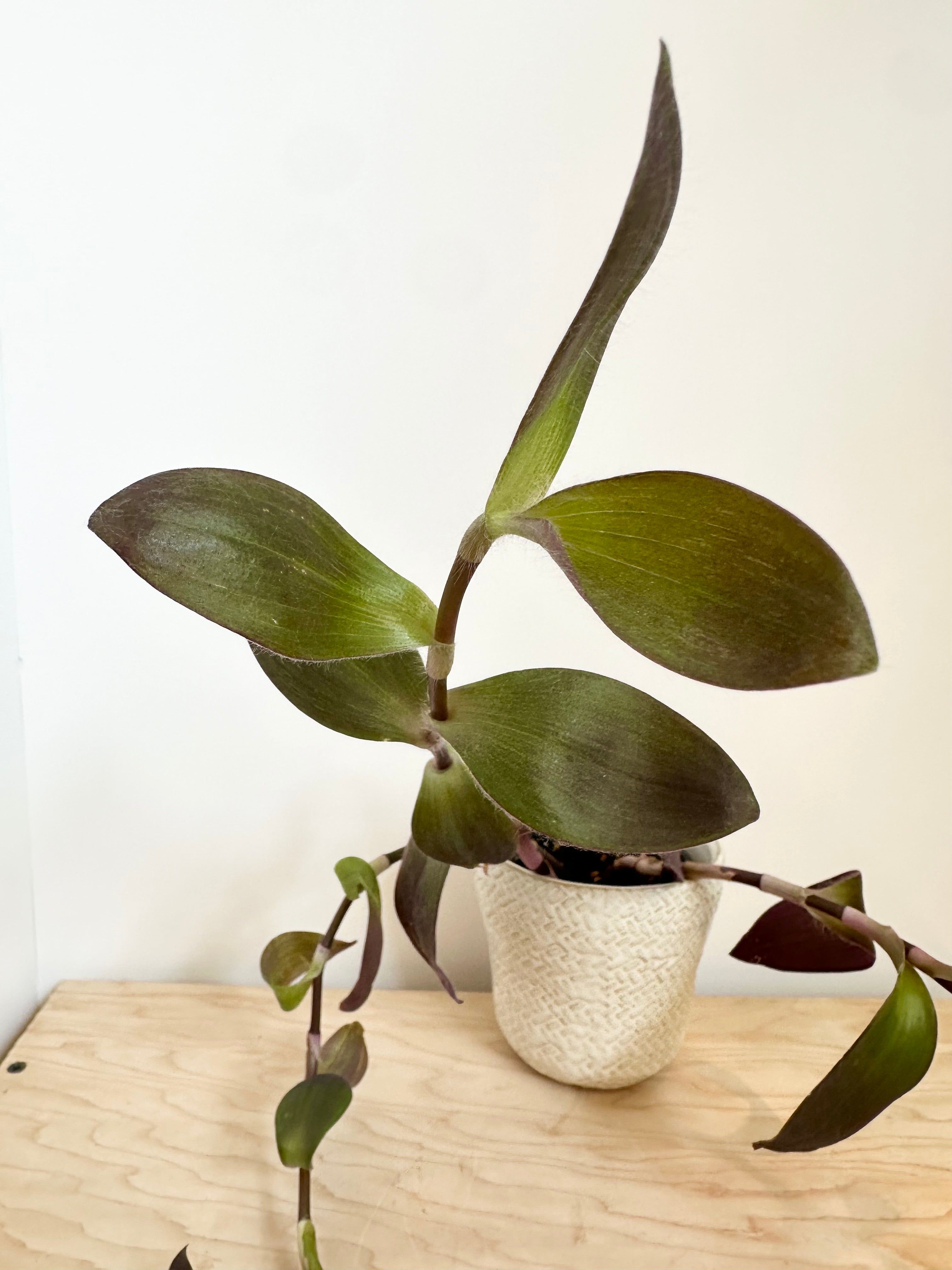 Tradescantia 'Purple Heart Setcresea'