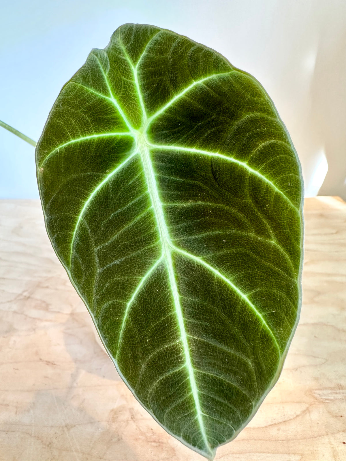 Alocasia 'Terciopelo negro'