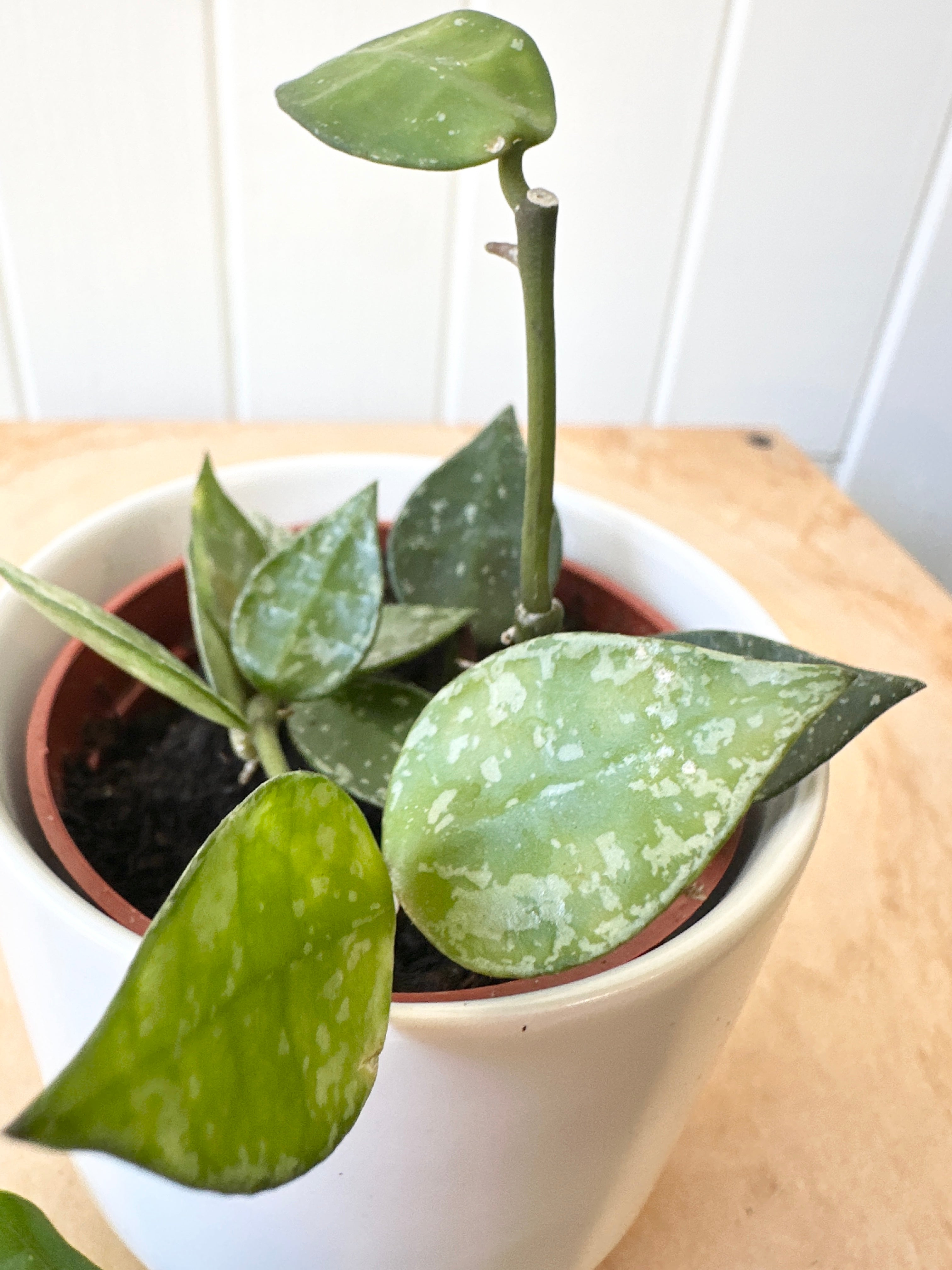 Hoya, Assorted