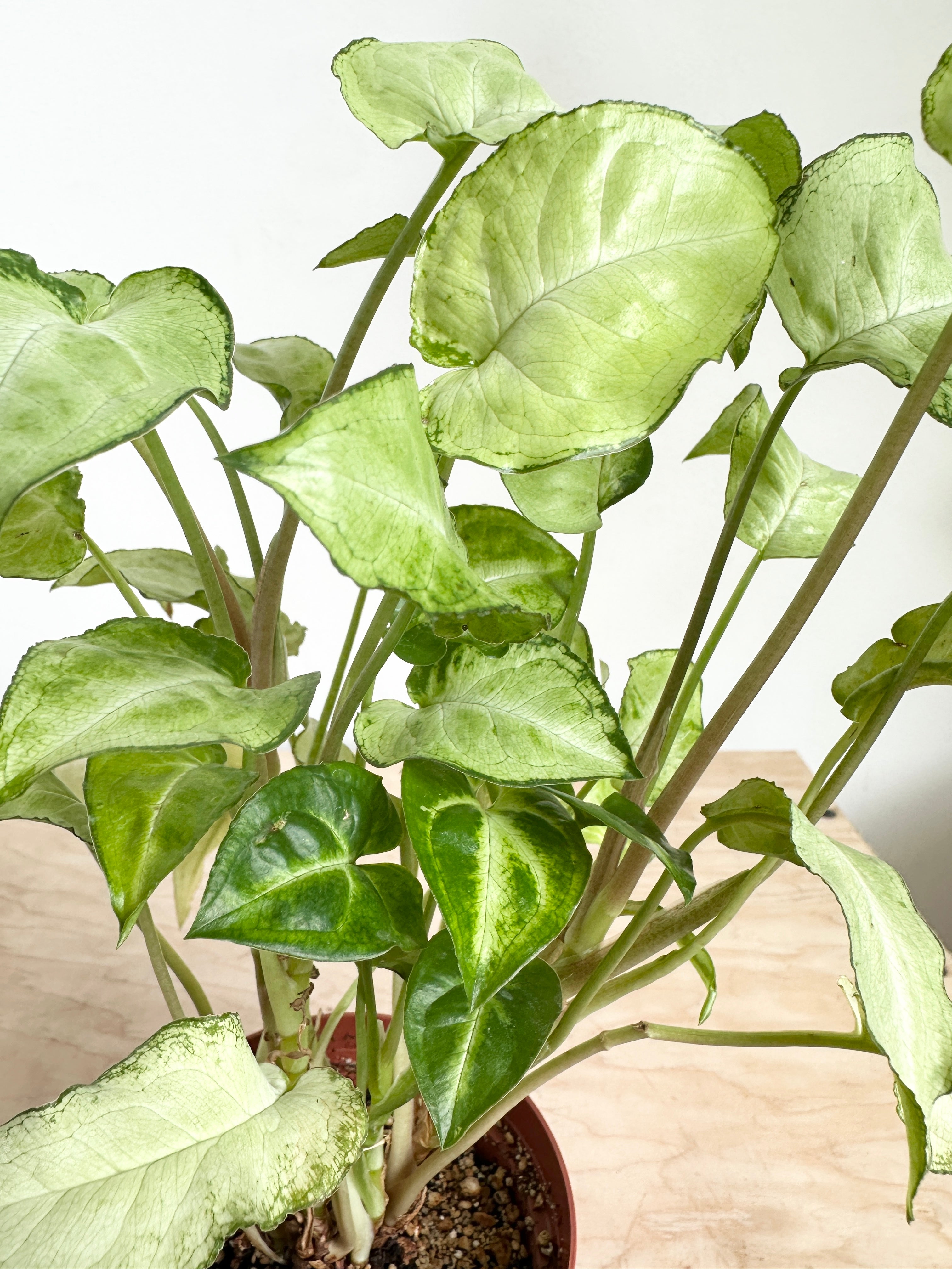 Nephthytis Syngonium 'Three Kings'