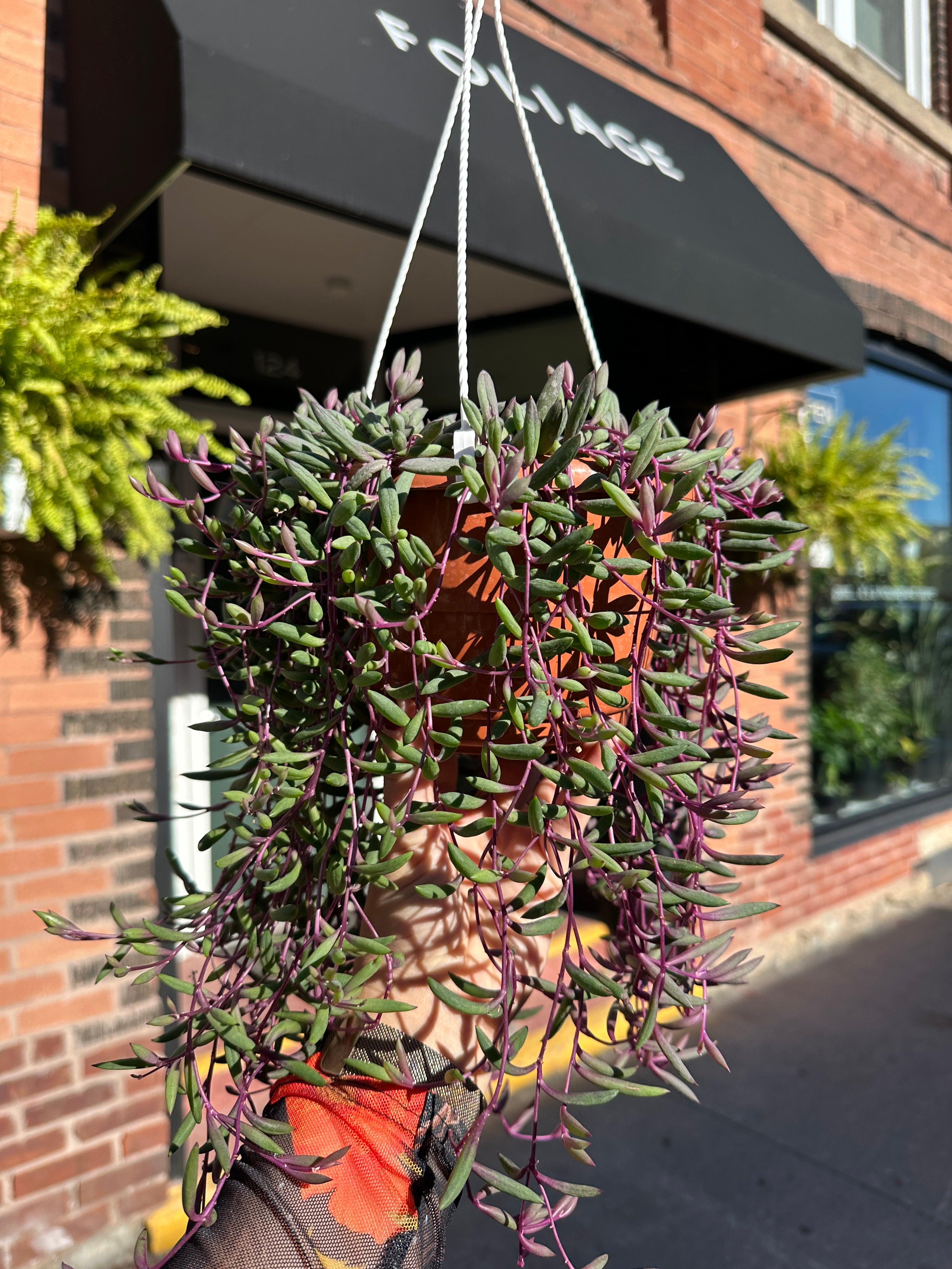 Othonna capensis ‘Ruby Necklace’