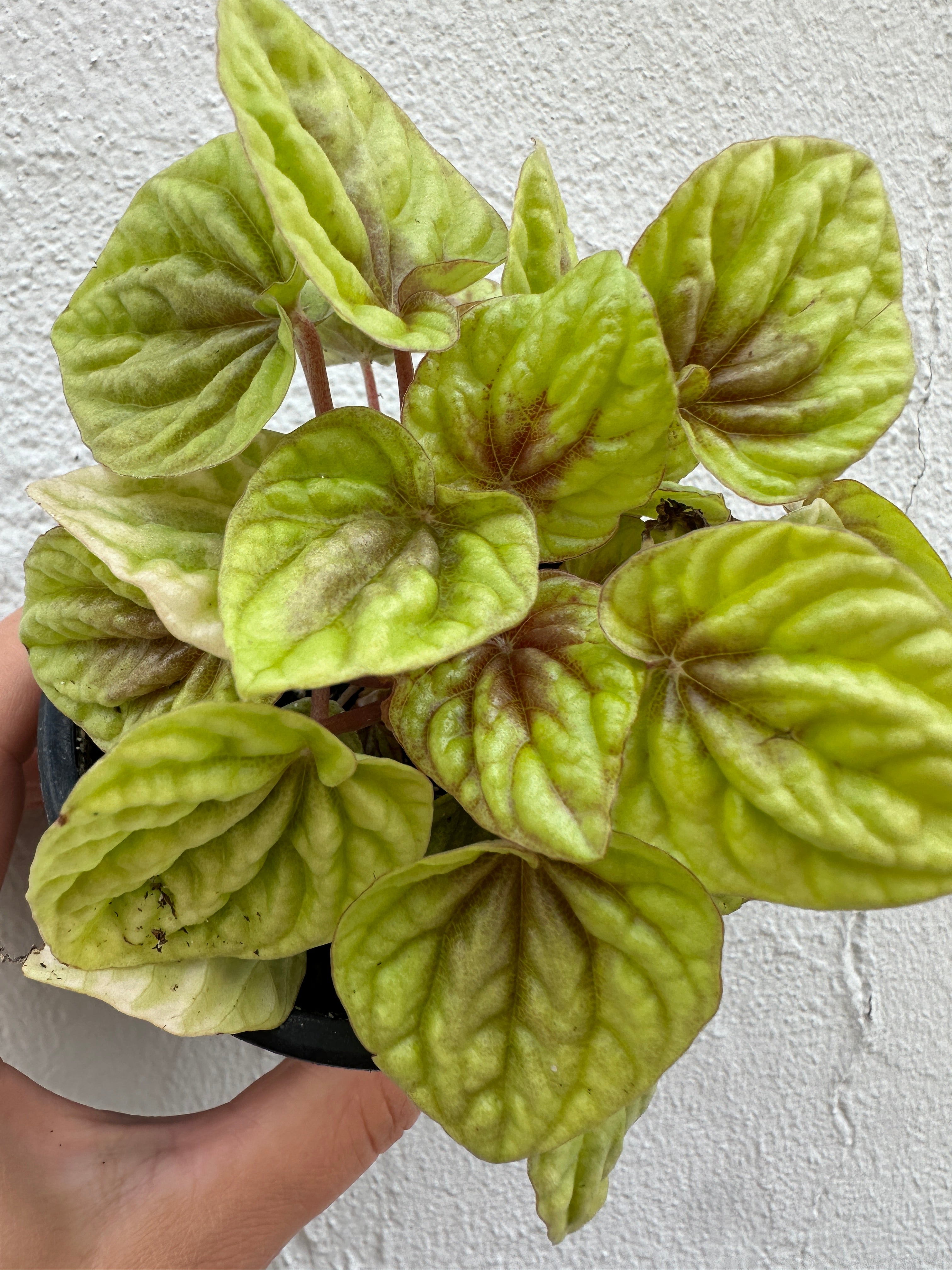 Peperomia Caperata 'Gold'