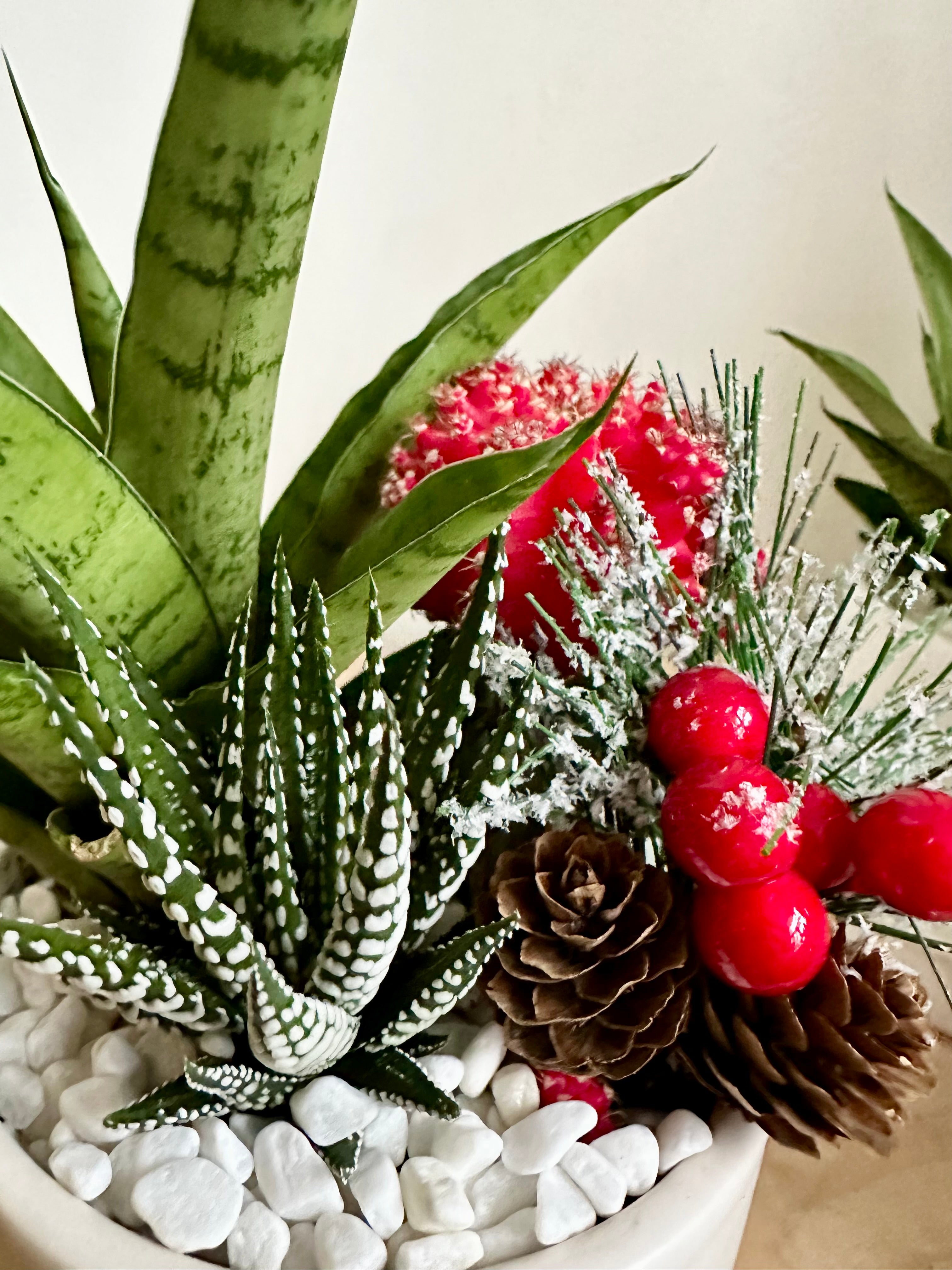 Grand jardin de vacances de cactus et de plantes grasses Elio