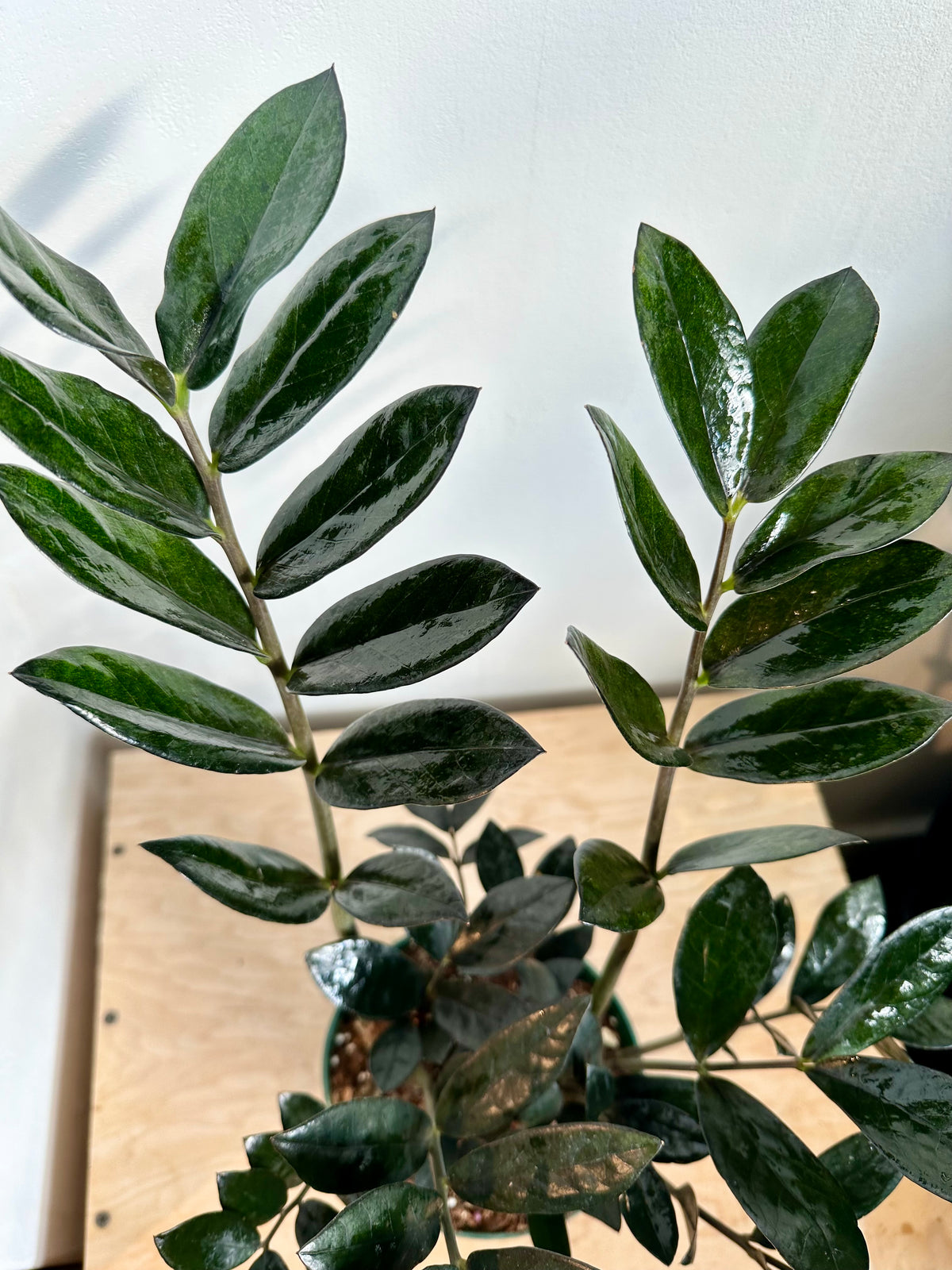 ZZ Plant 'Supernova'