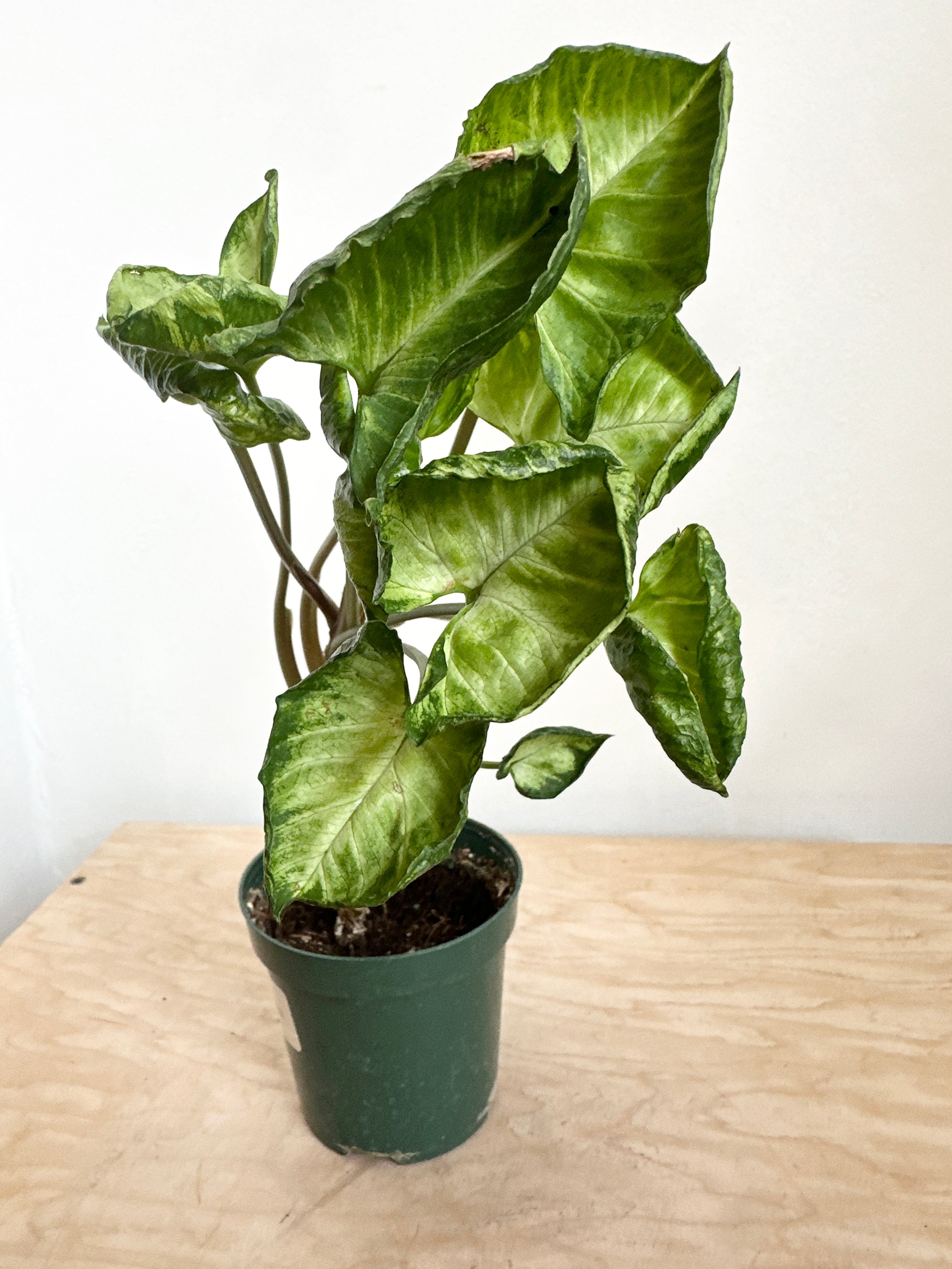 philodendron godzilla Nephthytis Syngonium 'Godzilla' – Foliage