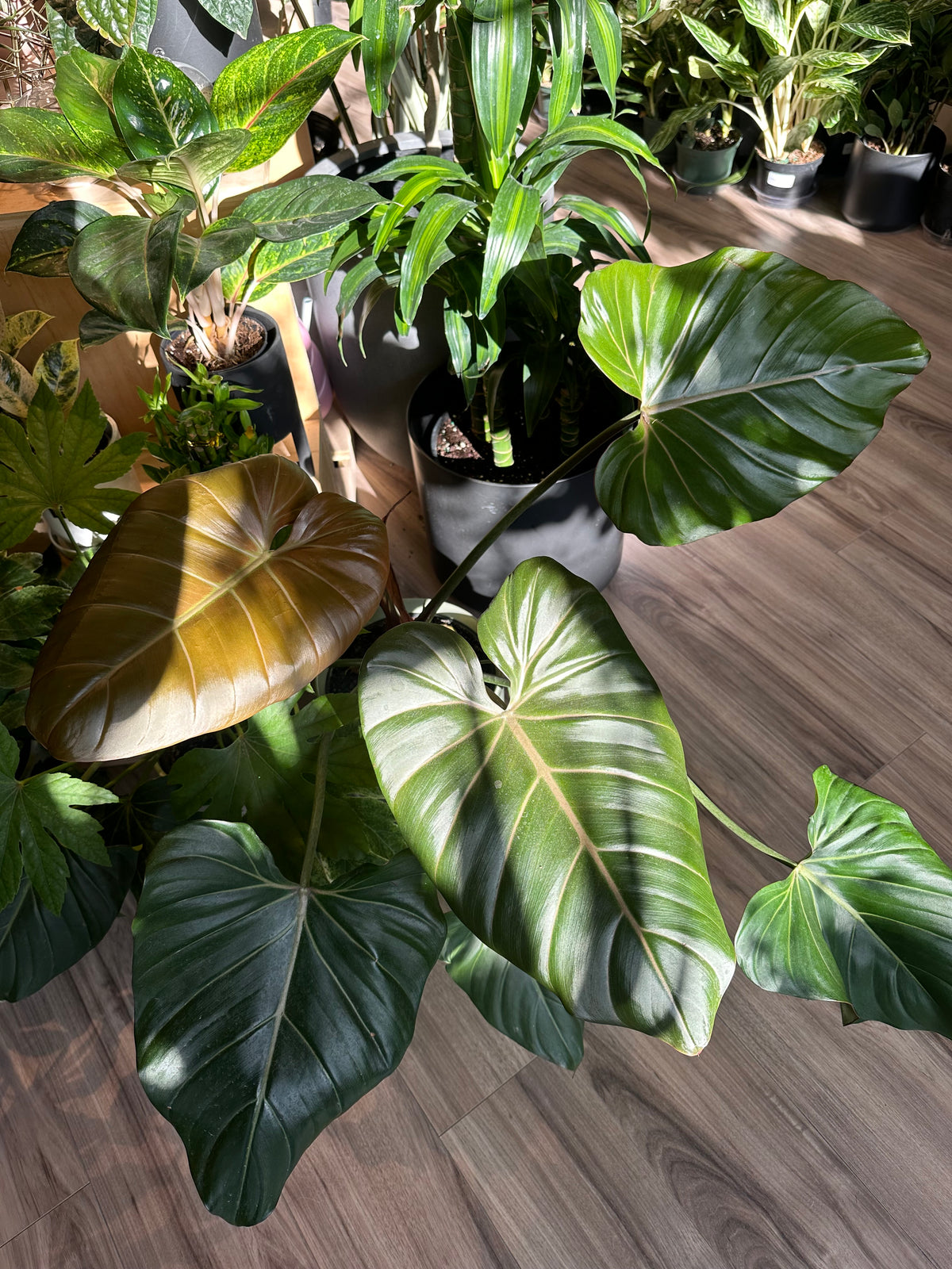 Philodendron 'Summer Glory'